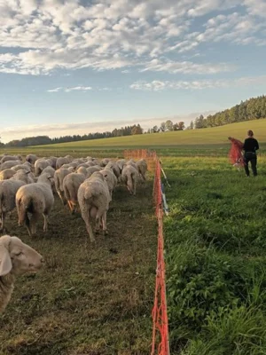 Vorschaubild: Schafe werden gekoppelt - da das alte Futter schon abgeweidet wurde
