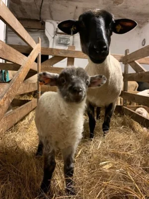 Vorschaubild: Suffolk Mutter und ihr Lamm