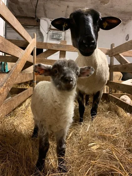 Bild: Suffolk Mutter und ihr Lamm