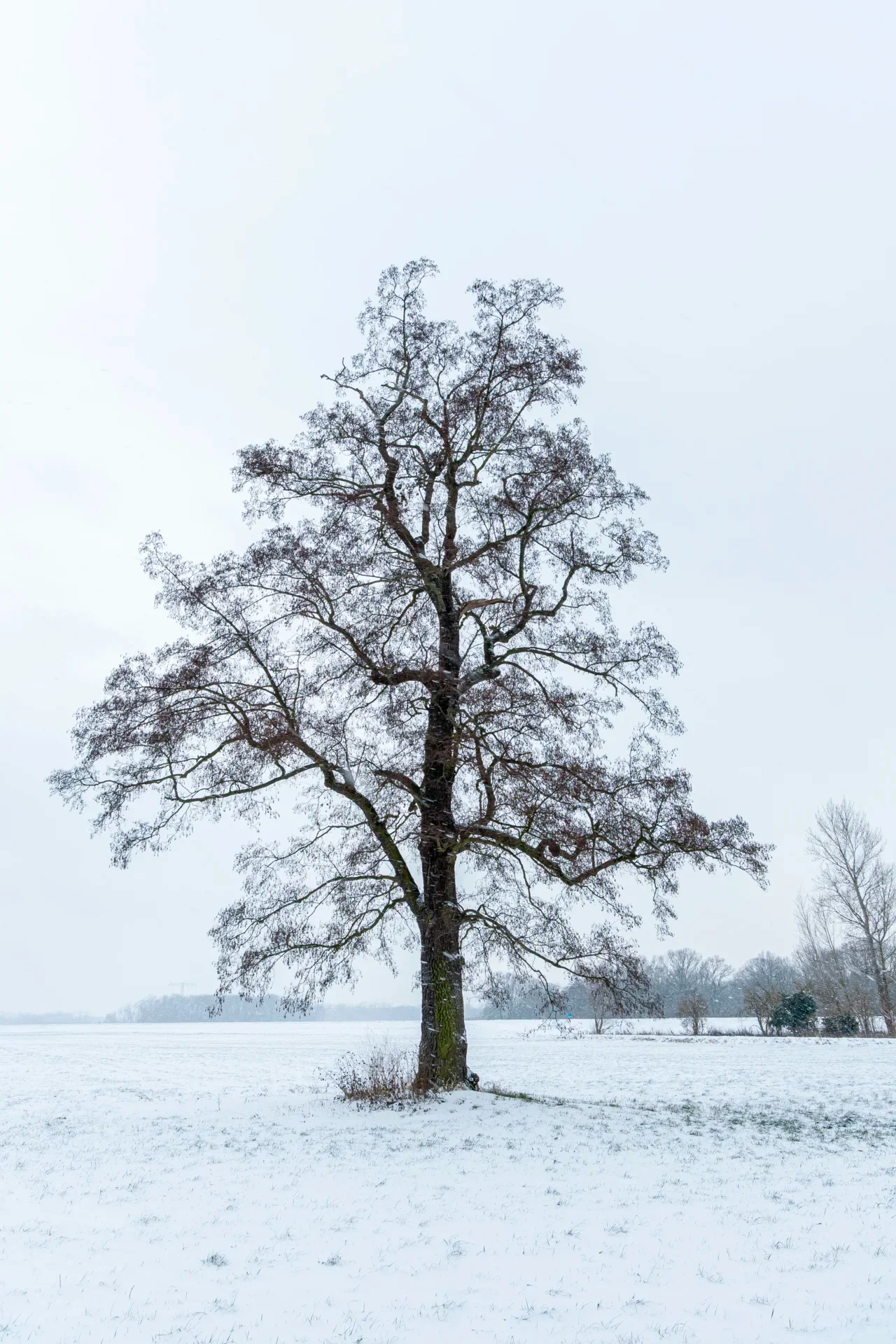 Angela Foerster - Wintereinbruch  (Bild vergr&ouml;&szlig;ern)