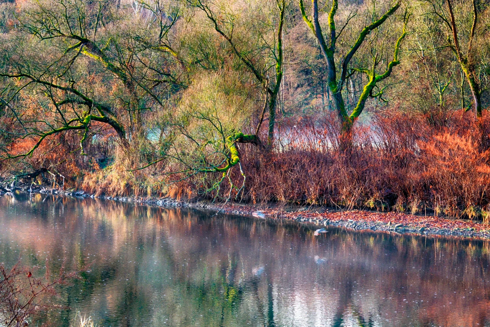 Peter Tittmann - Morgenstimmung am Fluss  (Bild vergr&ouml;&szlig;ern)
