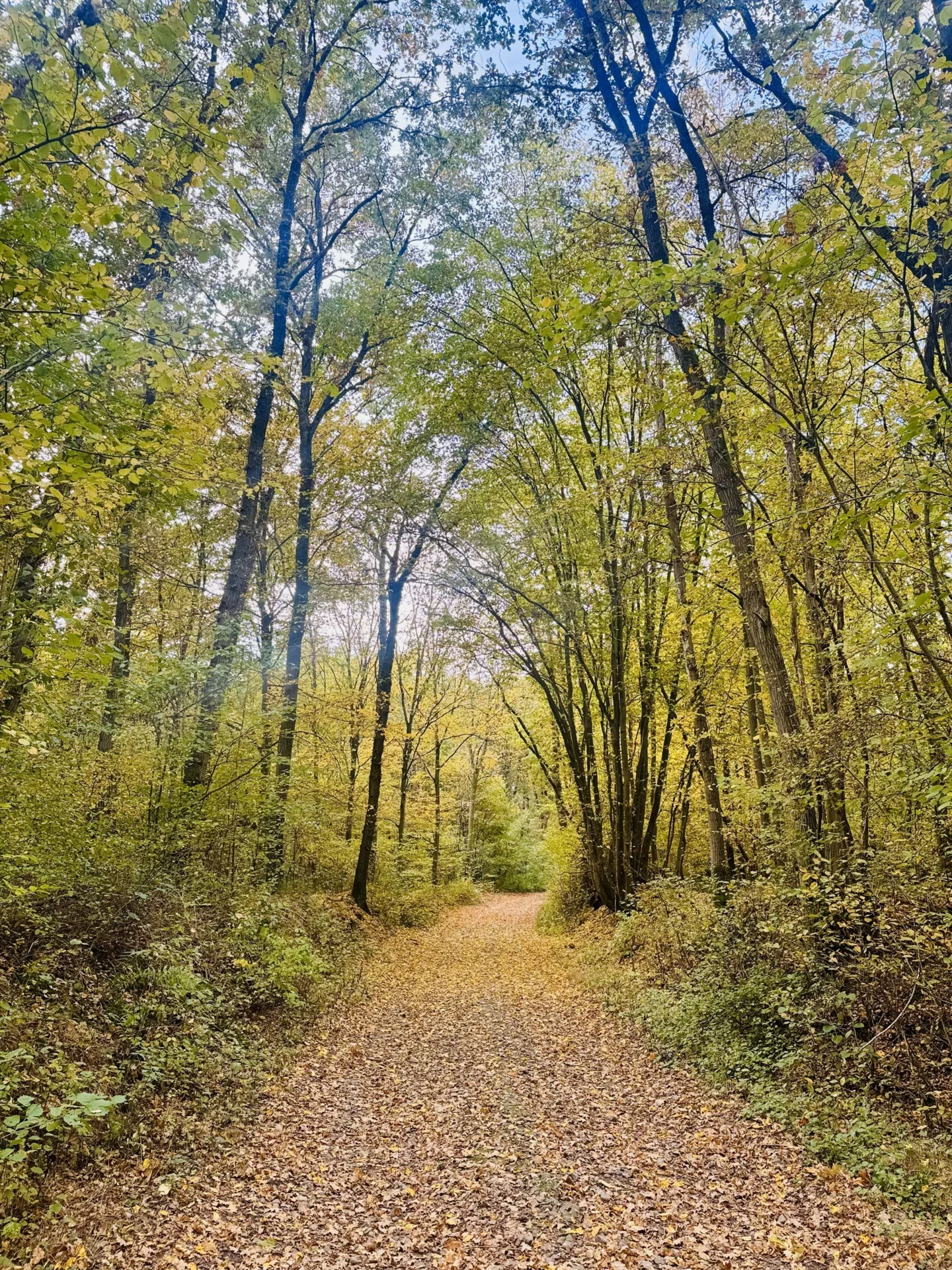 Zur Galerie: Blätterfall in Kalt