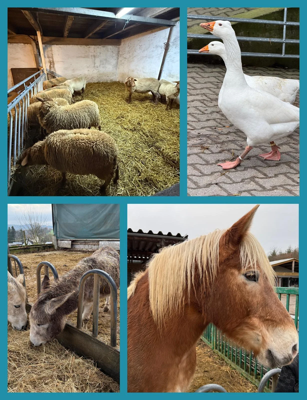 Foto der Galerie: Die Mittelstufe zu Gast auf dem Bauernhof
