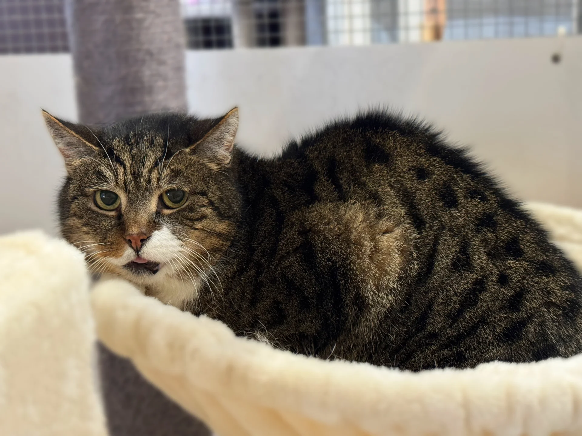 Zur Galerie: Samson