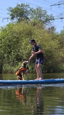 Vorschaubild: SUP mit Hund Workshop in Bremen 2025, SUP mit einem Labrador