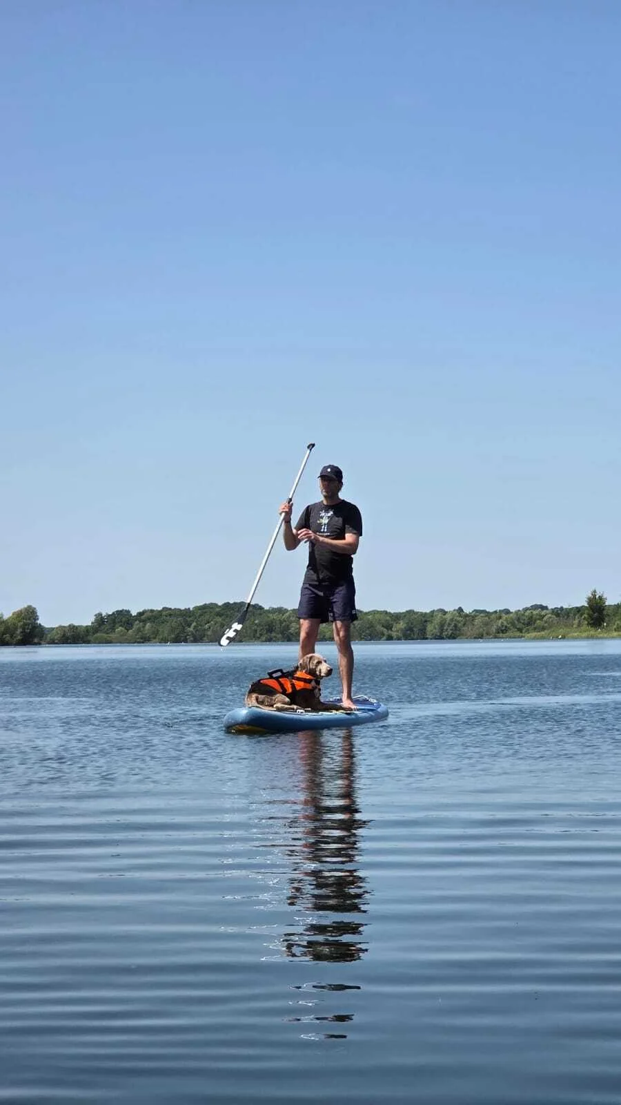 Bild: SUP mit Hund Workshop in Bremen 2025, SUP mit einem Labrador