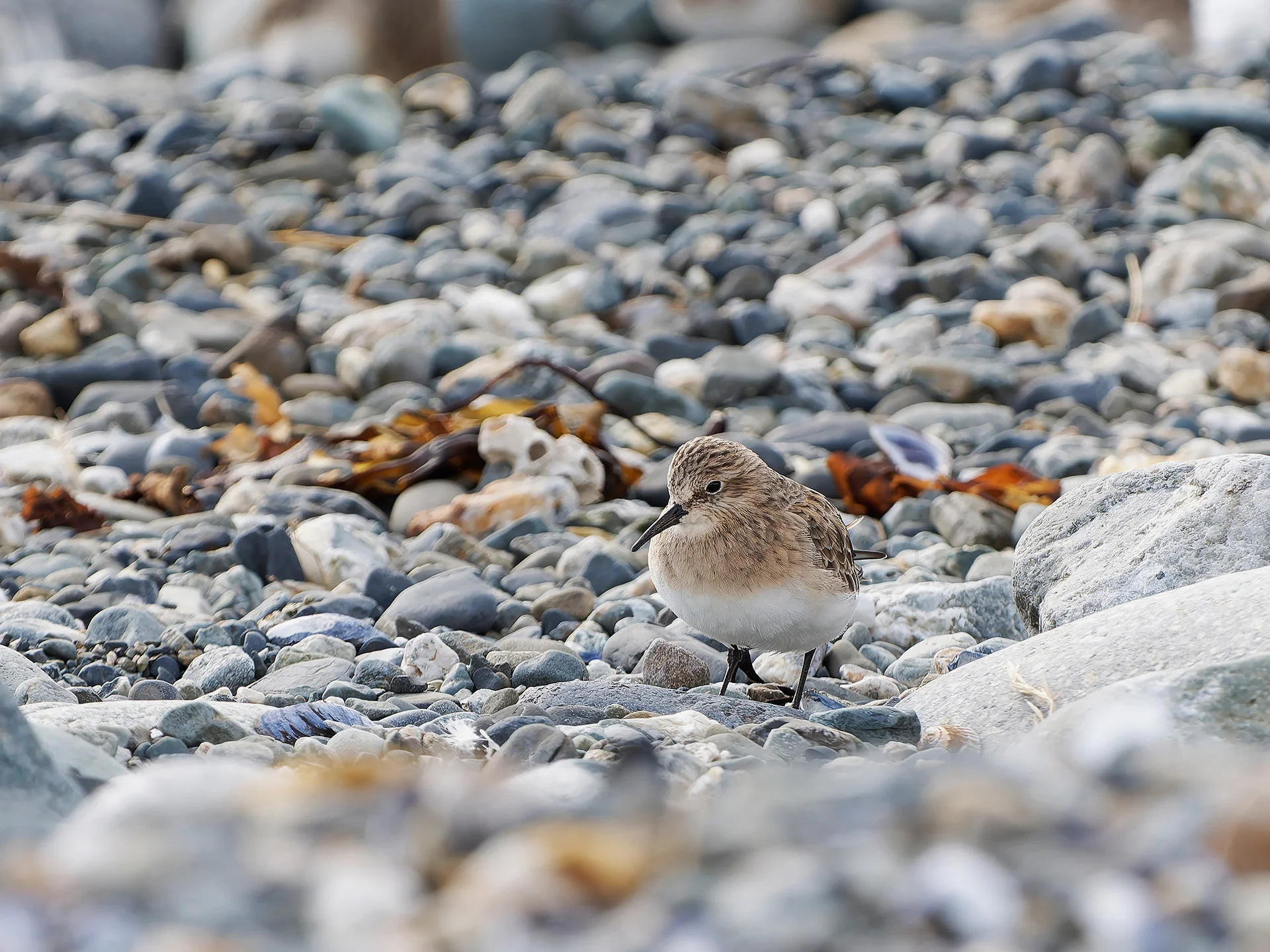 Bairdstrandl&auml;ufer  (Bild vergr&ouml;&szlig;ern)