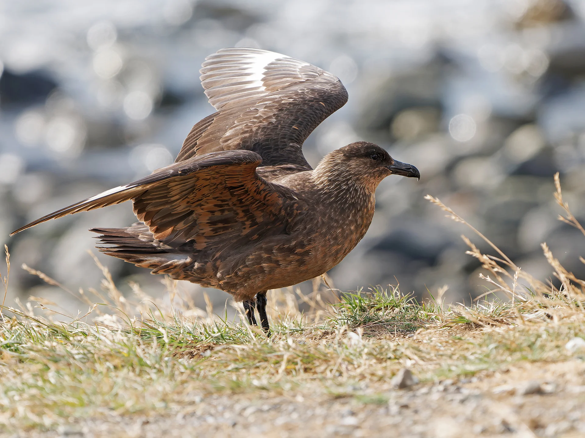 Chileskua  (Bild vergr&ouml;&szlig;ern)