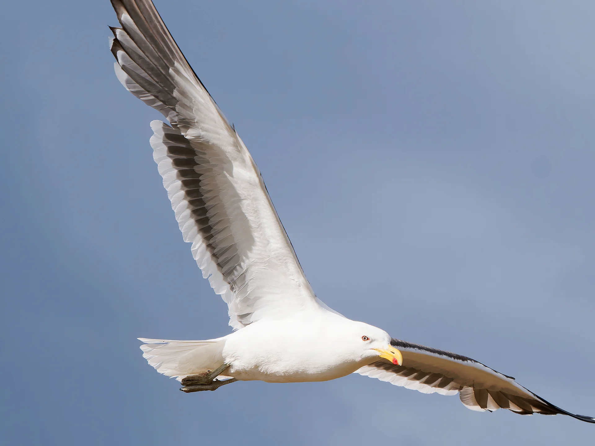 Dominikanerm&ouml;we  (Bild vergr&ouml;&szlig;ern)