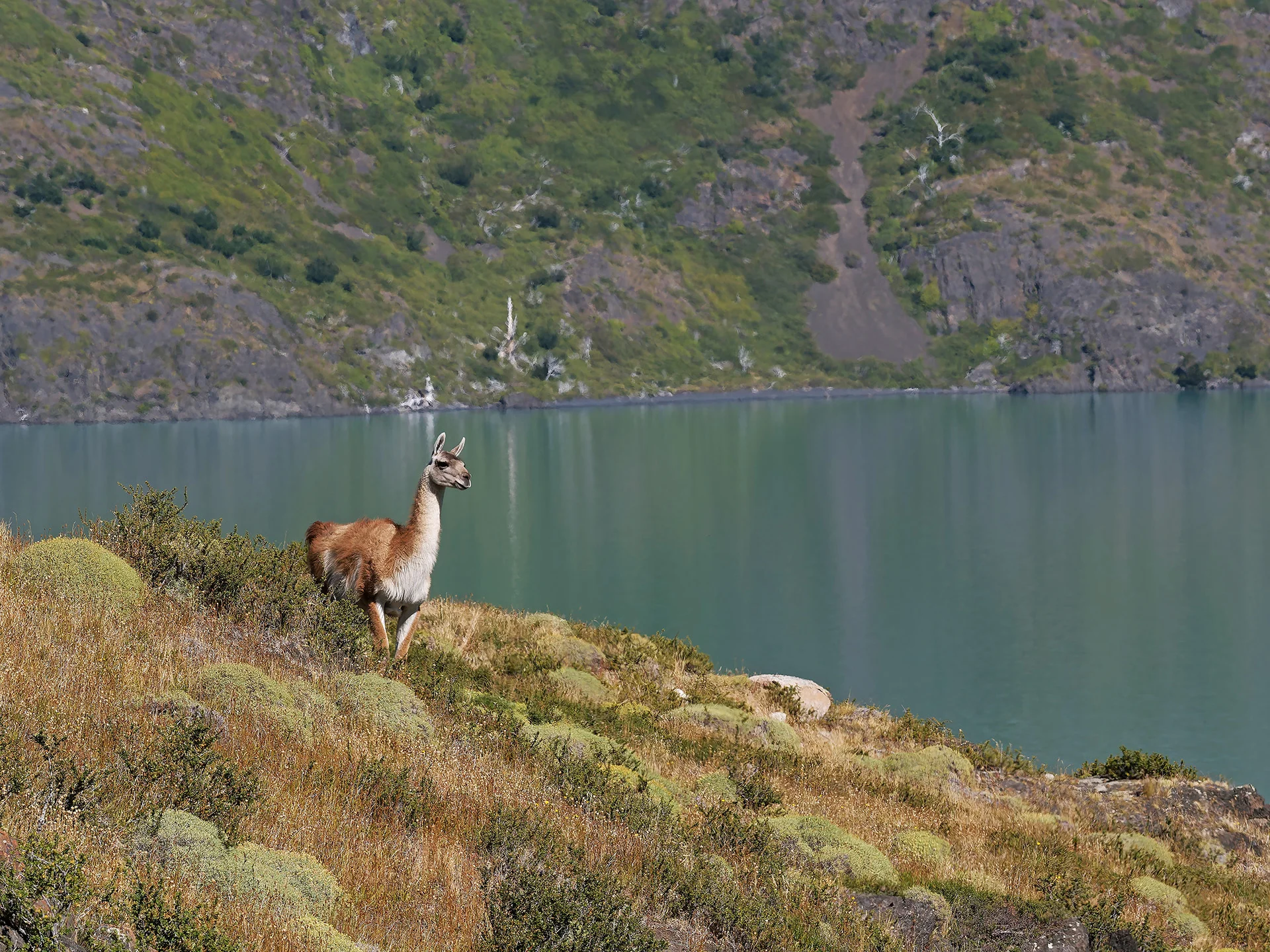 Guanako  (Bild vergr&ouml;&szlig;ern)
