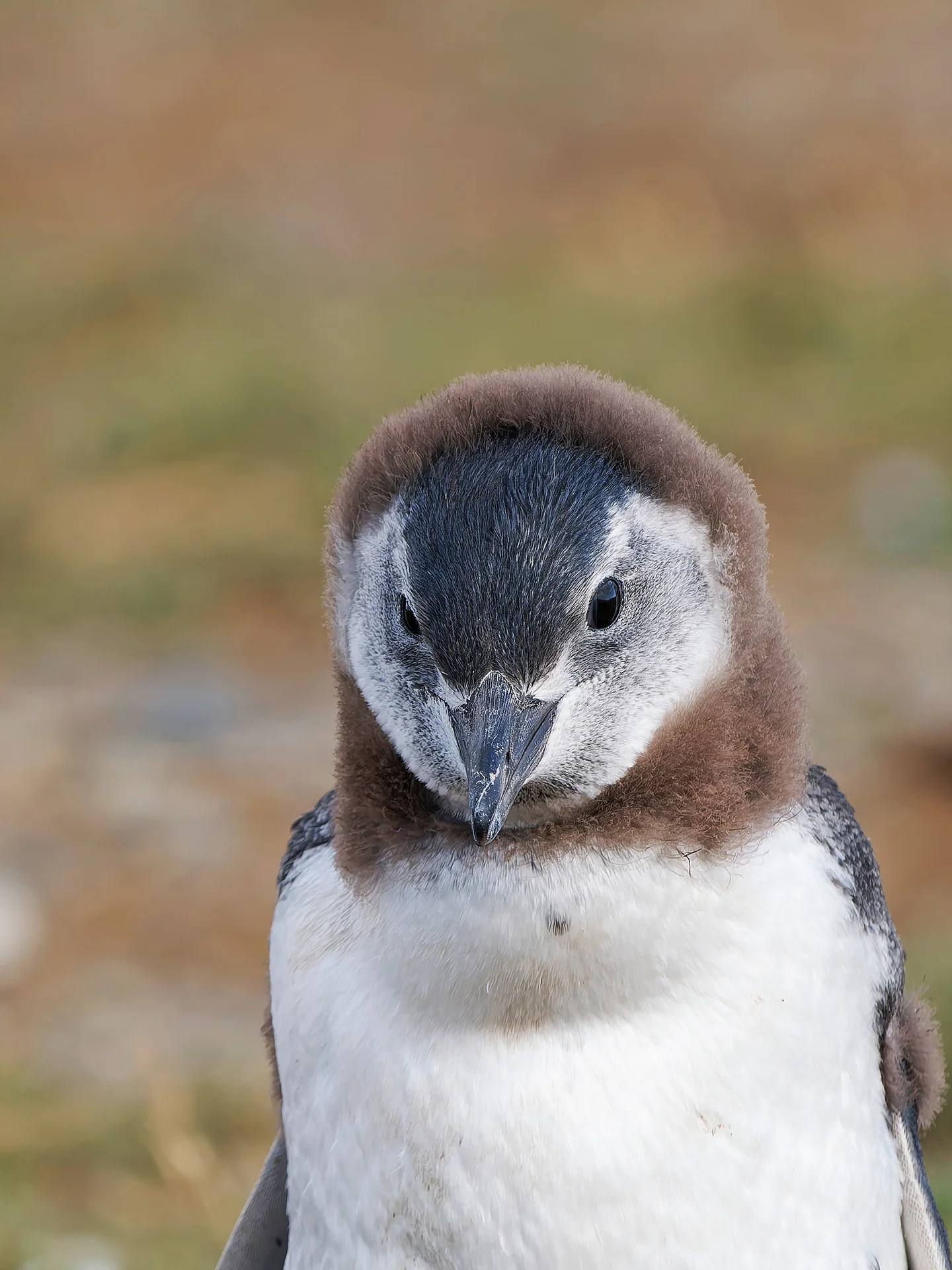 juv. Magellanpinguin  (Bild vergr&ouml;&szlig;ern)