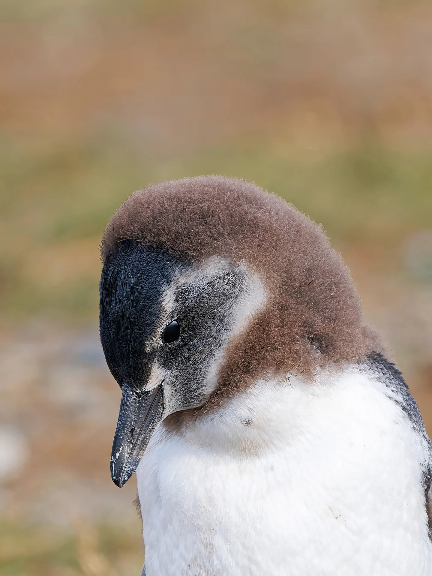 juv. Magellanpinguin  (Bild vergr&ouml;&szlig;ern)