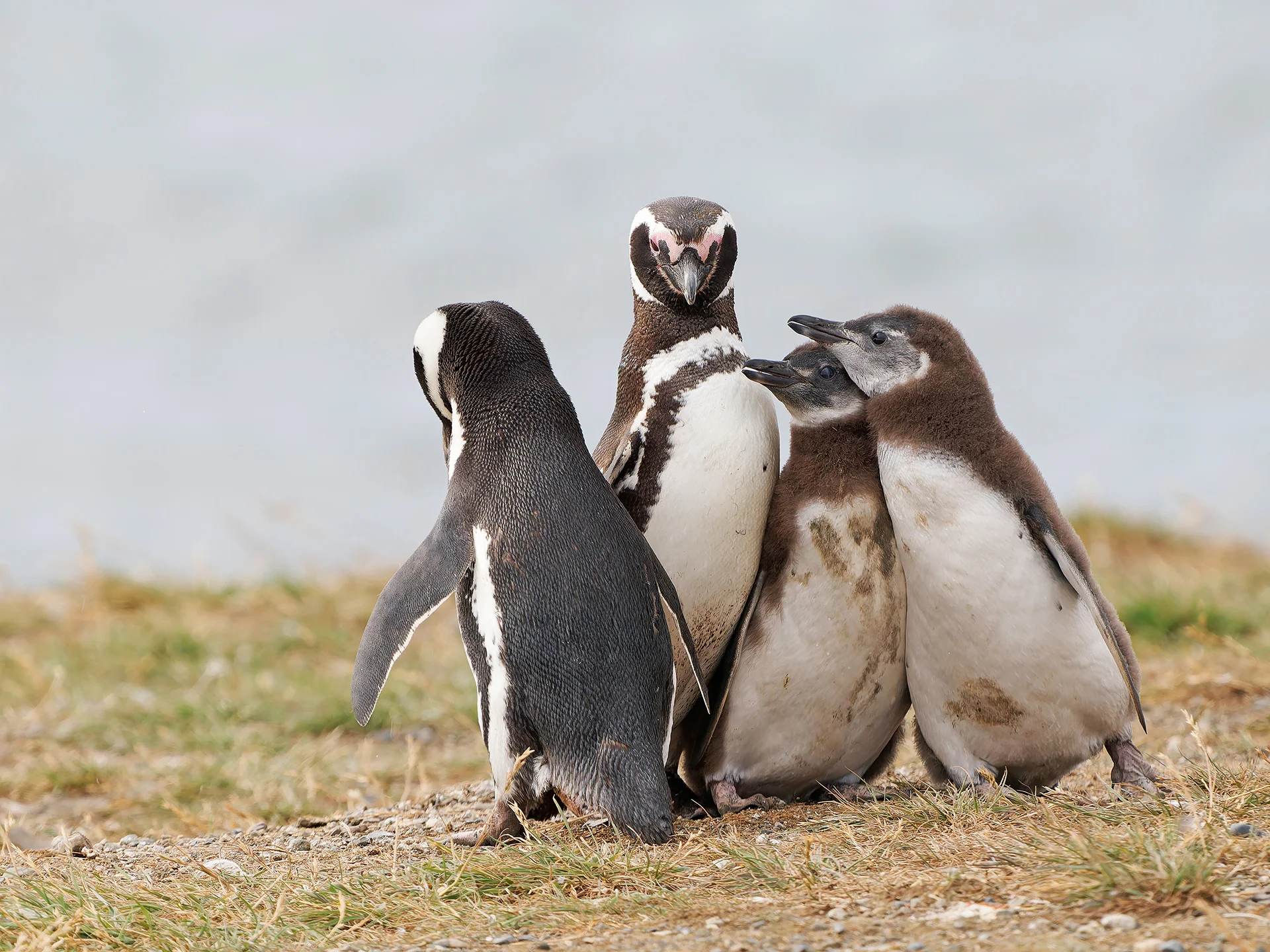 Magellanpinguine mit Nachwuchs  (Bild vergr&ouml;&szlig;ern)