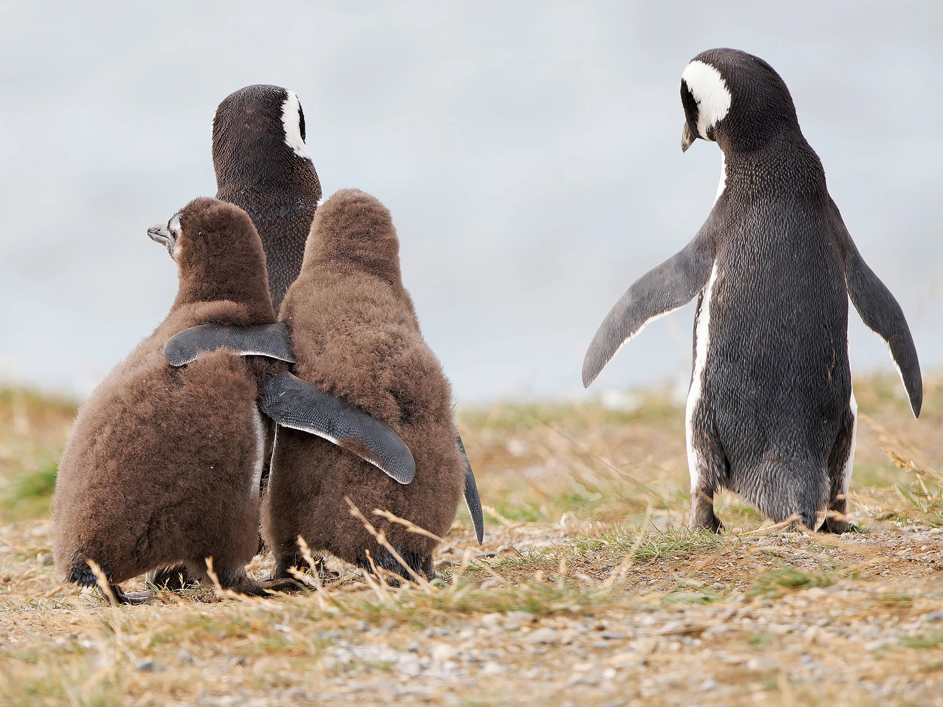 Magellanpinguine mit Nachwuchs  (Bild vergr&ouml;&szlig;ern)
