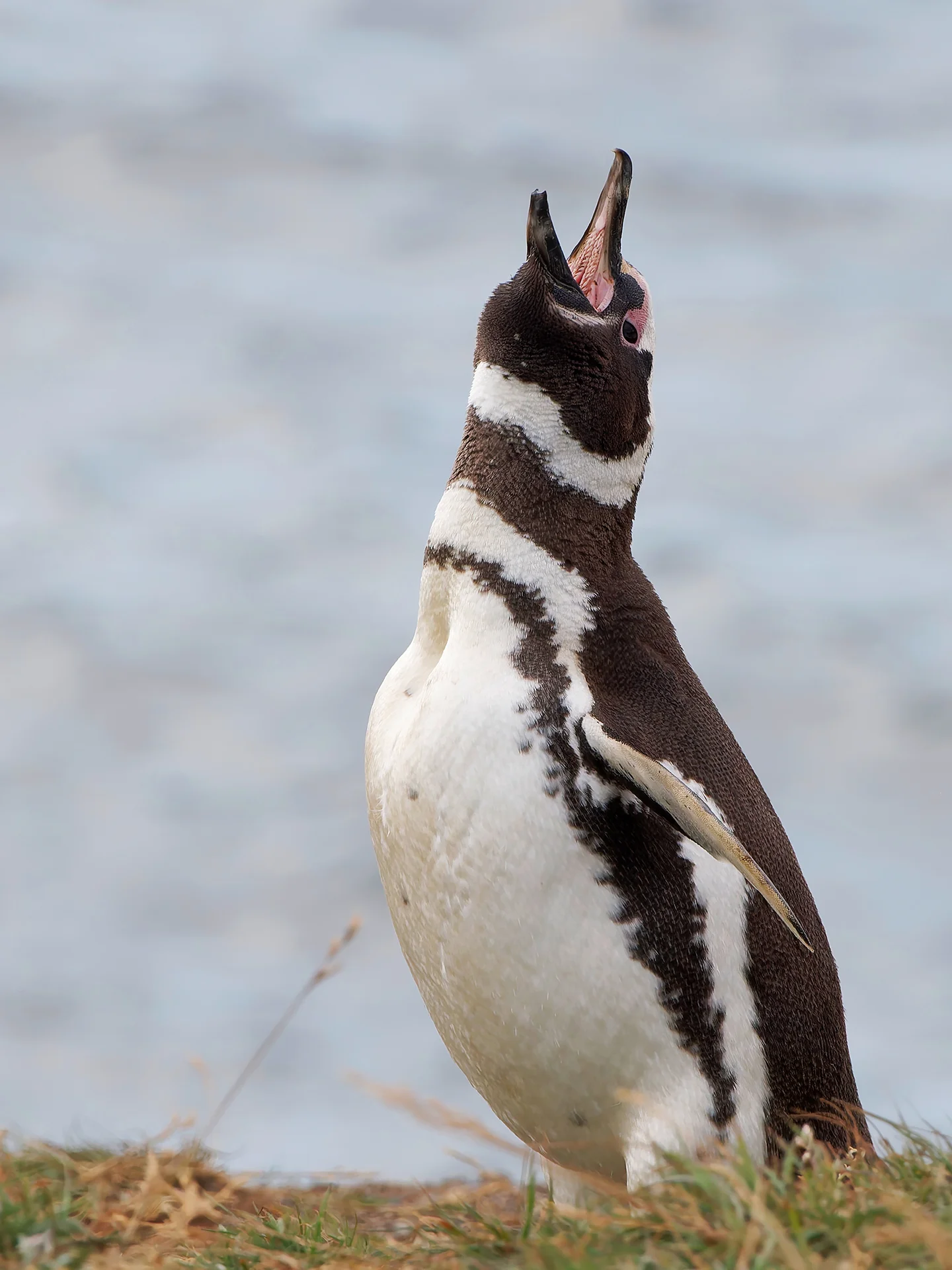 Magellanpinguin  (Bild vergr&ouml;&szlig;ern)