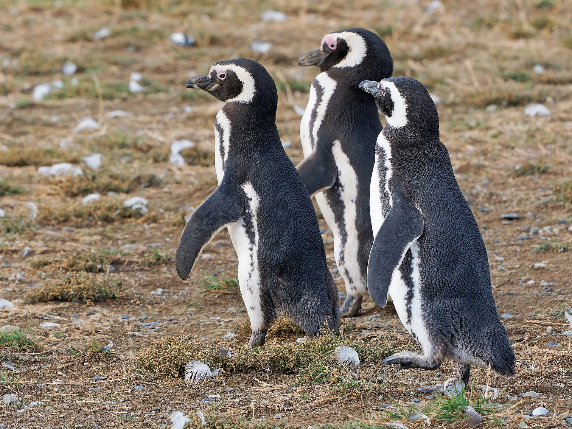 Magellanpinguine  (Bild vergr&ouml;&szlig;ern)