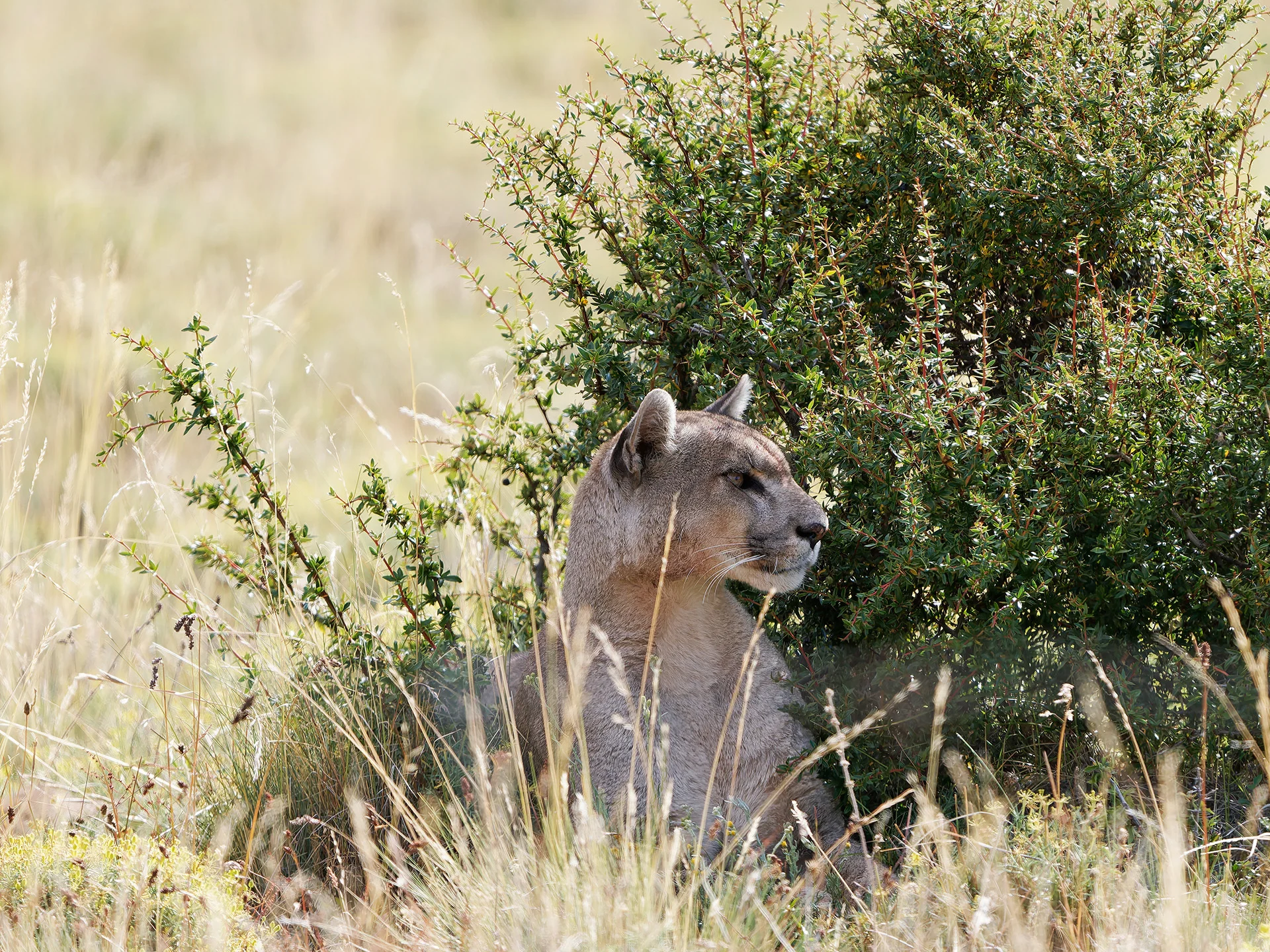 Puma  (Bild vergr&ouml;&szlig;ern)