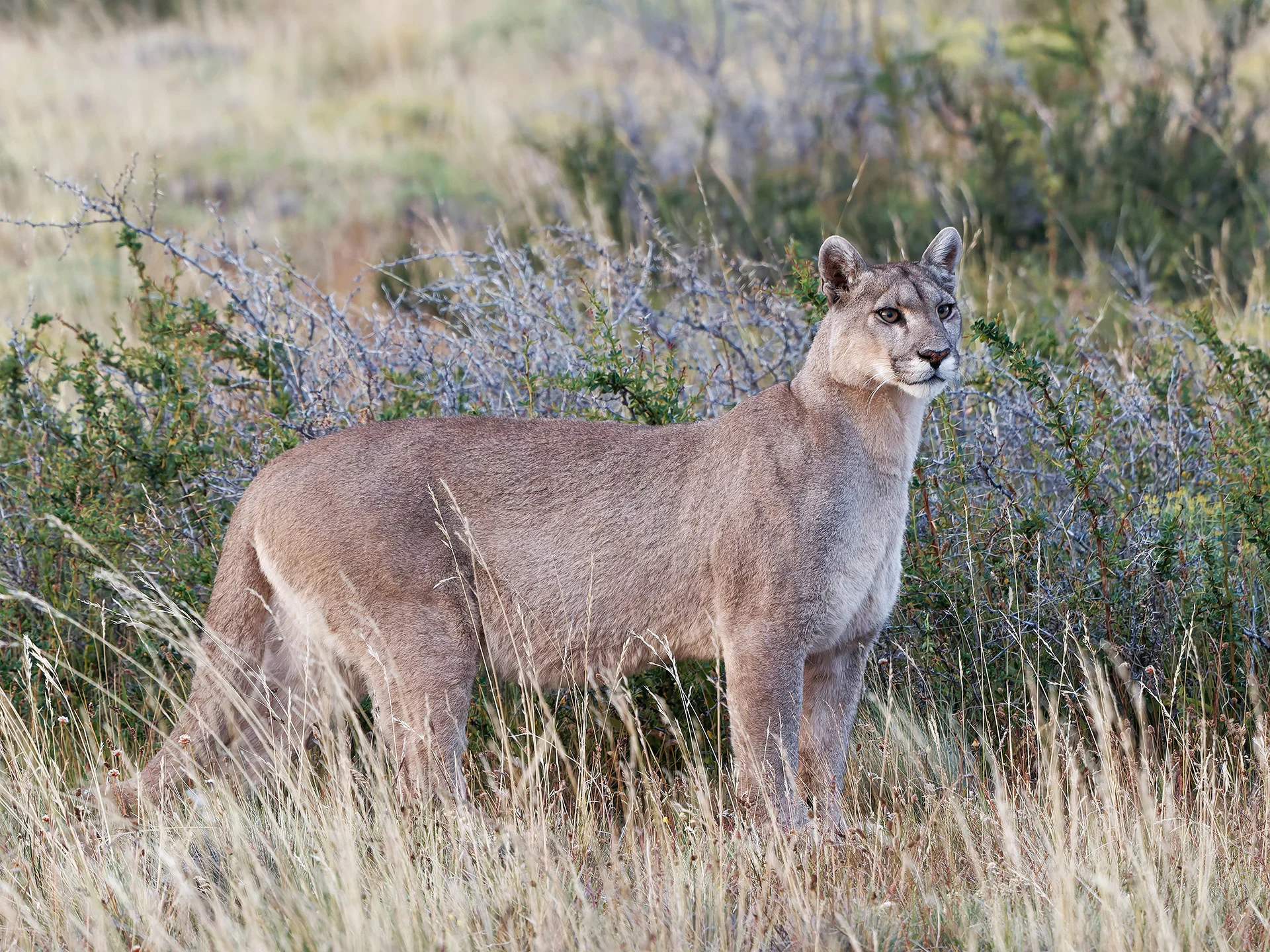 Puma  (Bild vergr&ouml;&szlig;ern)