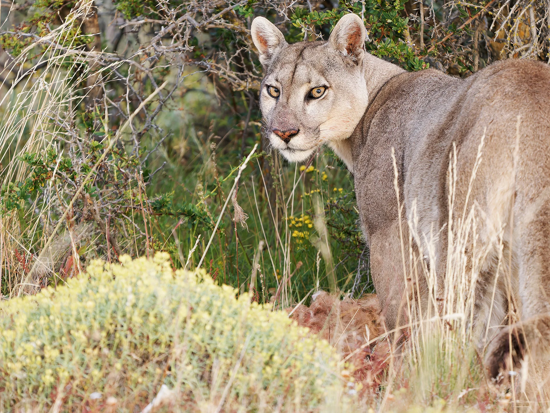 Puma  (Bild vergr&ouml;&szlig;ern)