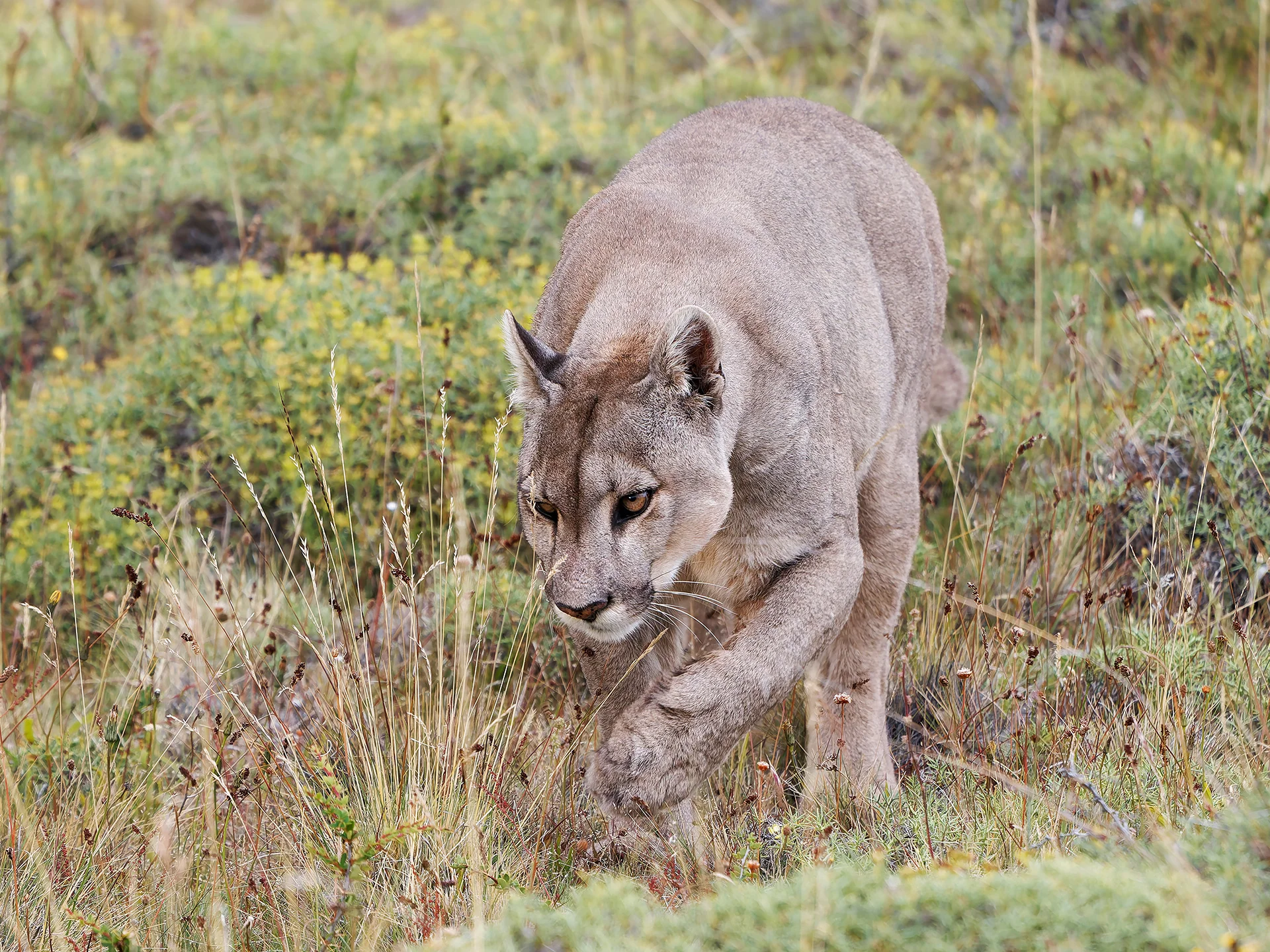 Puma  (Bild vergr&ouml;&szlig;ern)