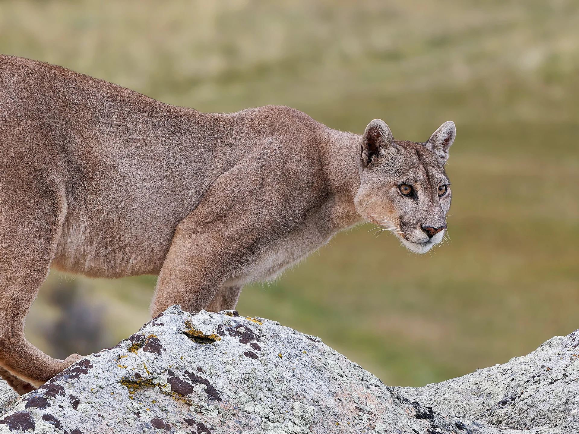 Puma  (Bild vergr&ouml;&szlig;ern)