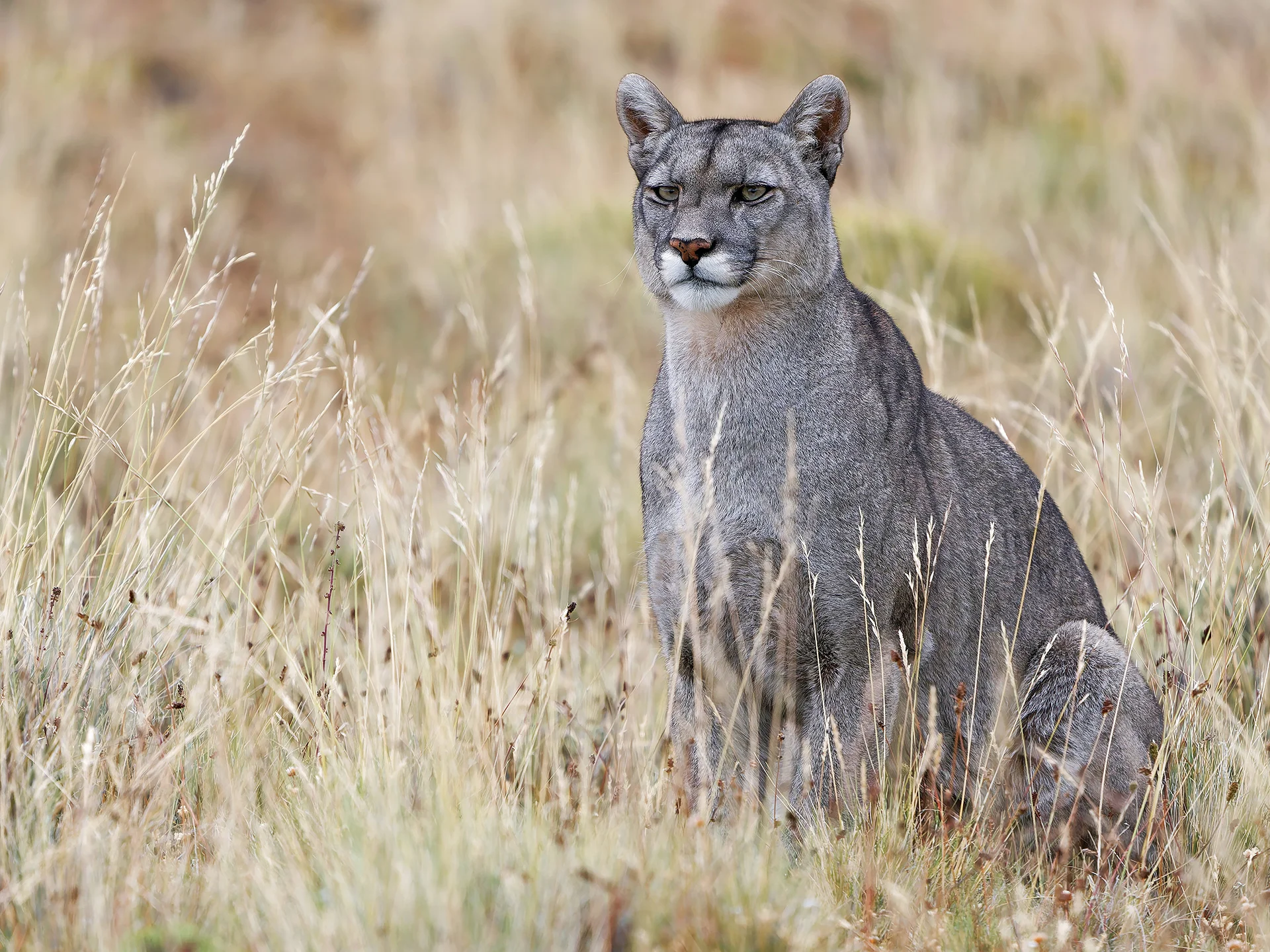 Puma  (Bild vergr&ouml;&szlig;ern)