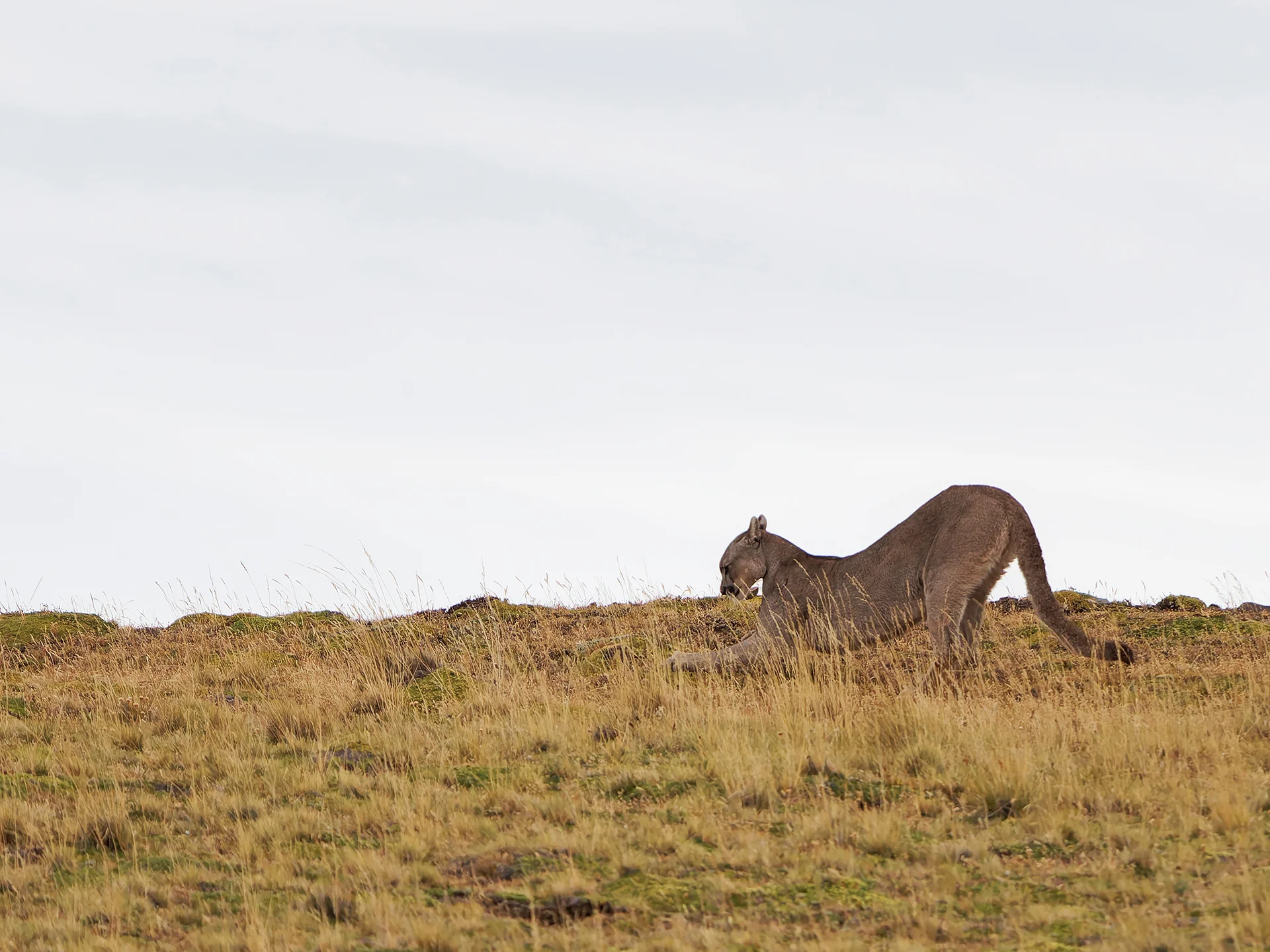 Puma  (Bild vergr&ouml;&szlig;ern)