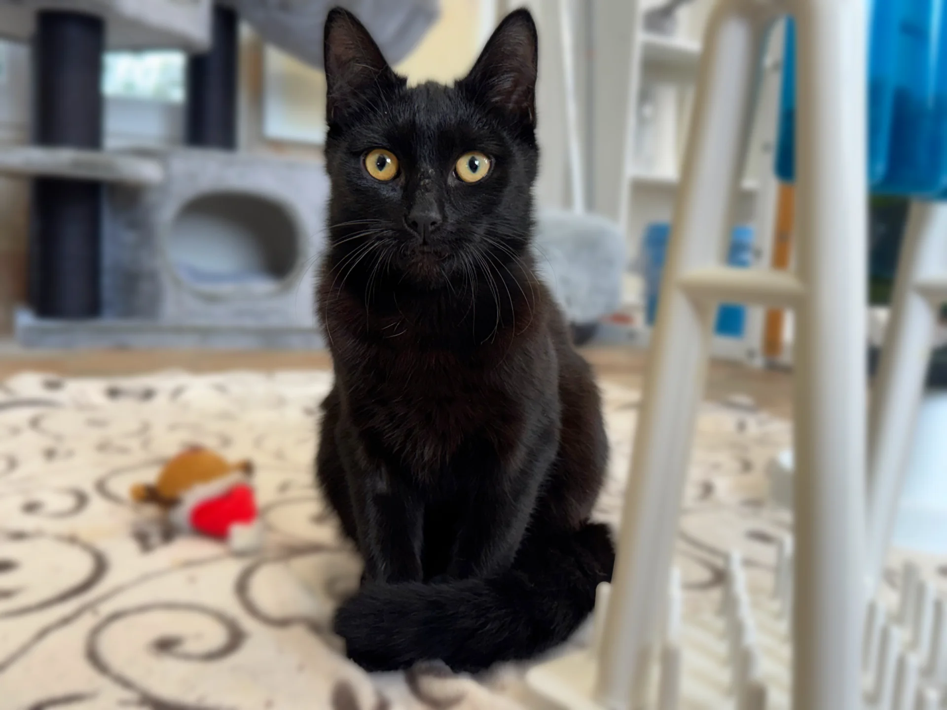 Zur Galerie: Diego