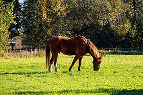Foto der Galerie: Bildergalerie Bötzow