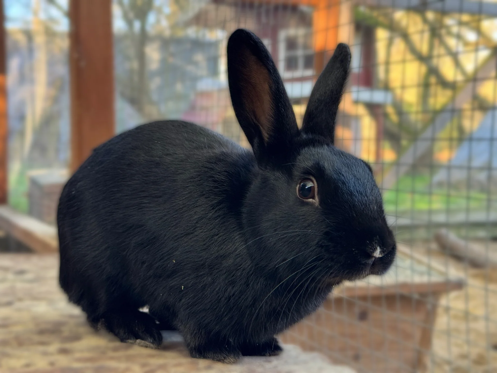 Zur Galerie: Blacky