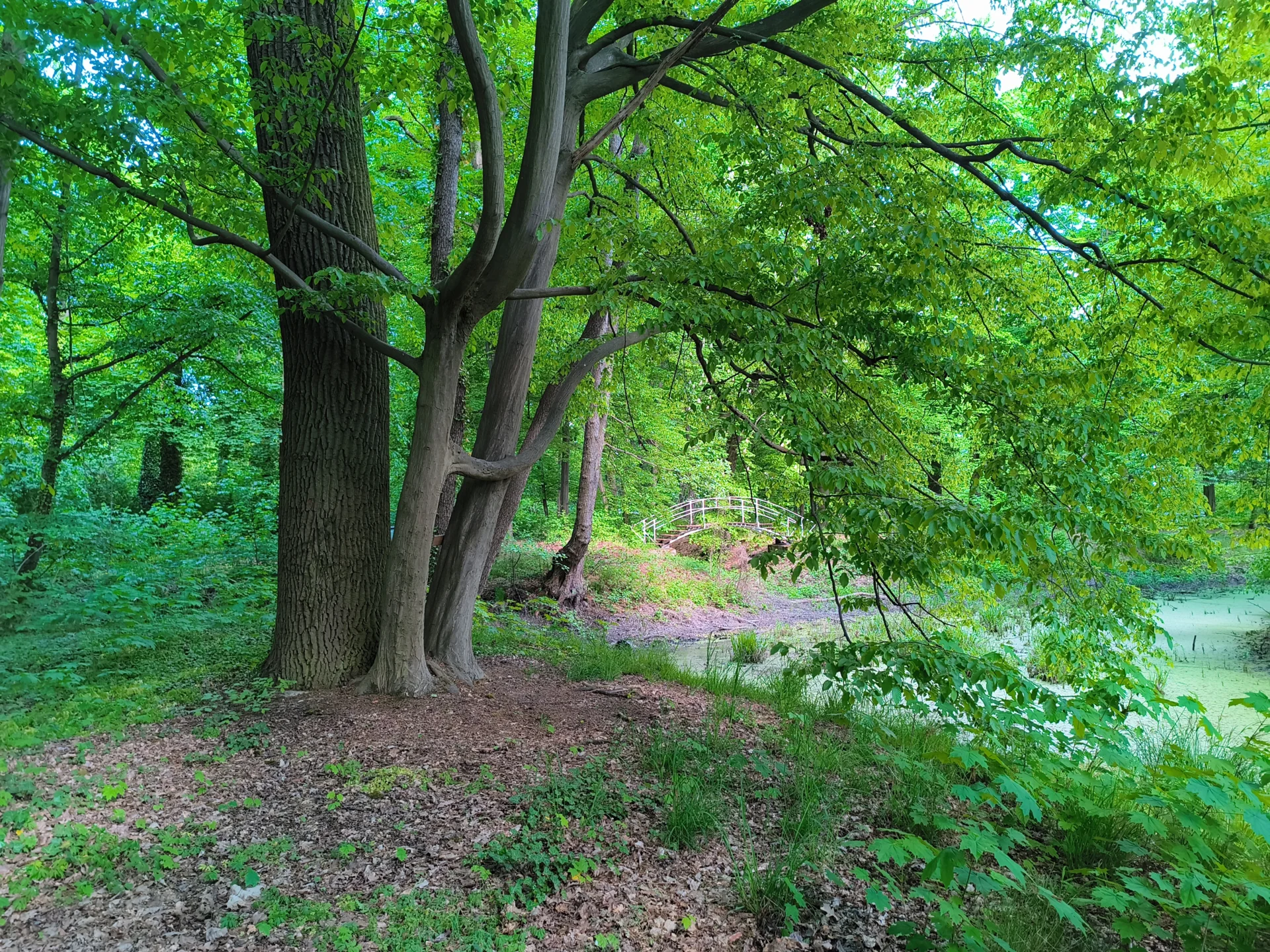 Blick auf die westliche Bogenbr&uuml;cke und den Weiher  (Bild vergr&ouml;&szlig;ern)