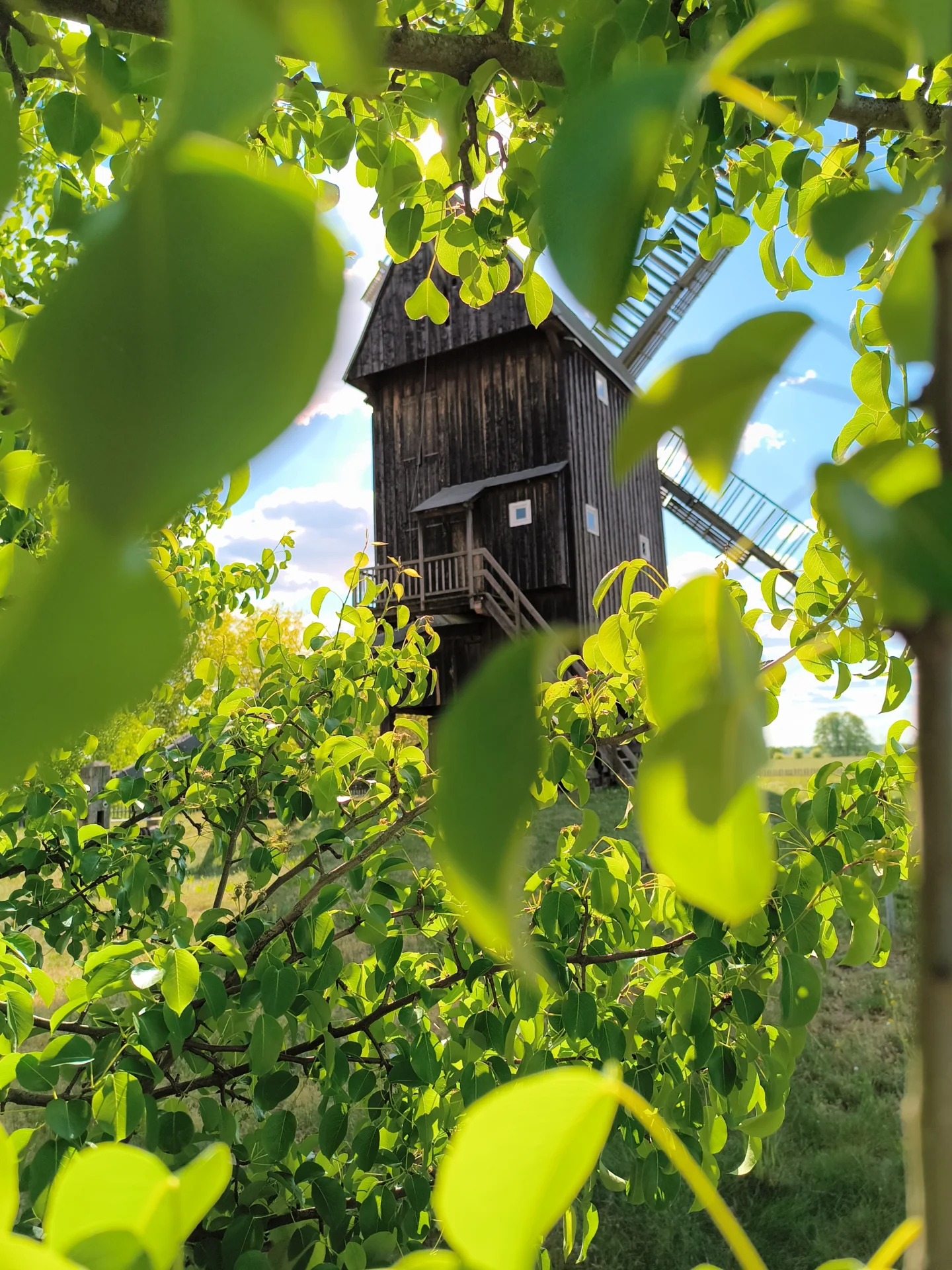 Bockwindm&uuml;hle (Blickrichtung Nord-West)  (Bild vergr&ouml;&szlig;ern)
