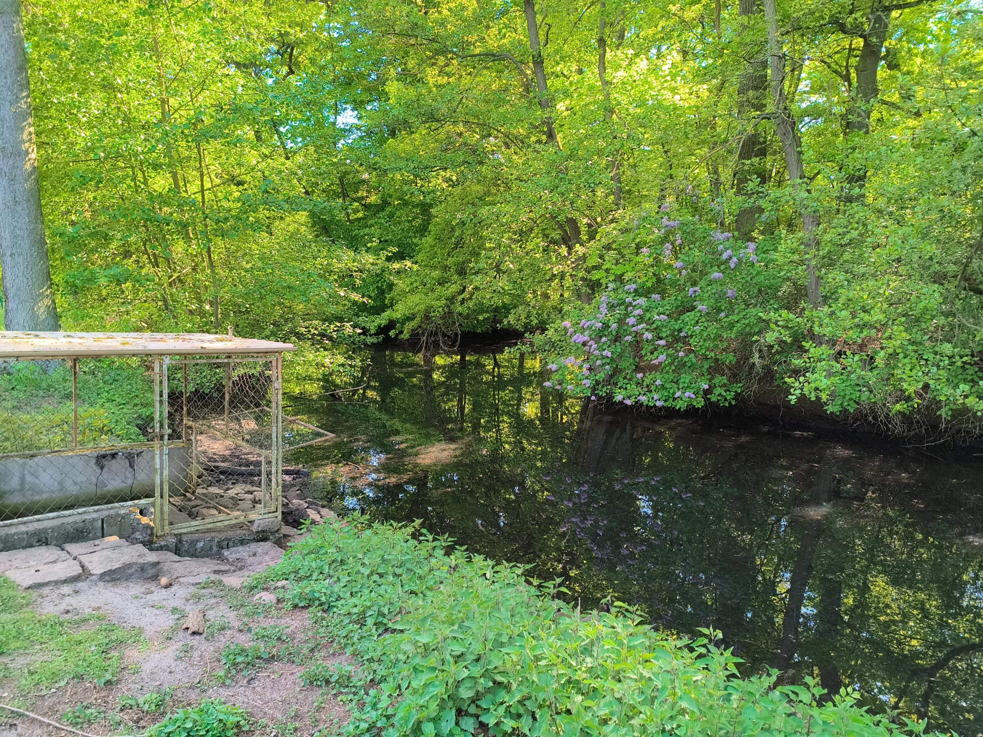 Entenweiher neben dem Vogelhaus  (Bild vergr&ouml;&szlig;ern)