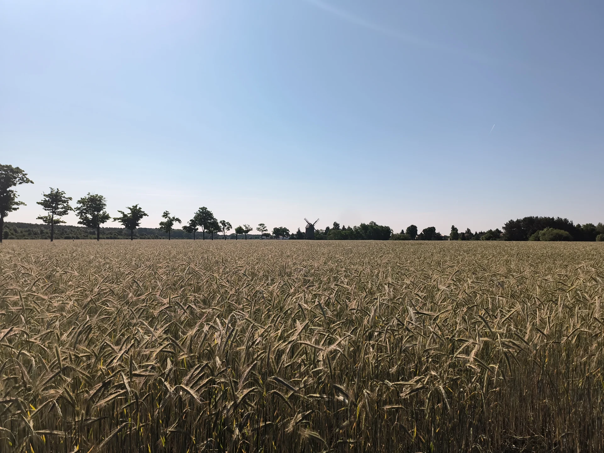 Felder vor Cammer, Blickrichtung Bockwindm&uuml;hle  (Bild vergr&ouml;&szlig;ern)