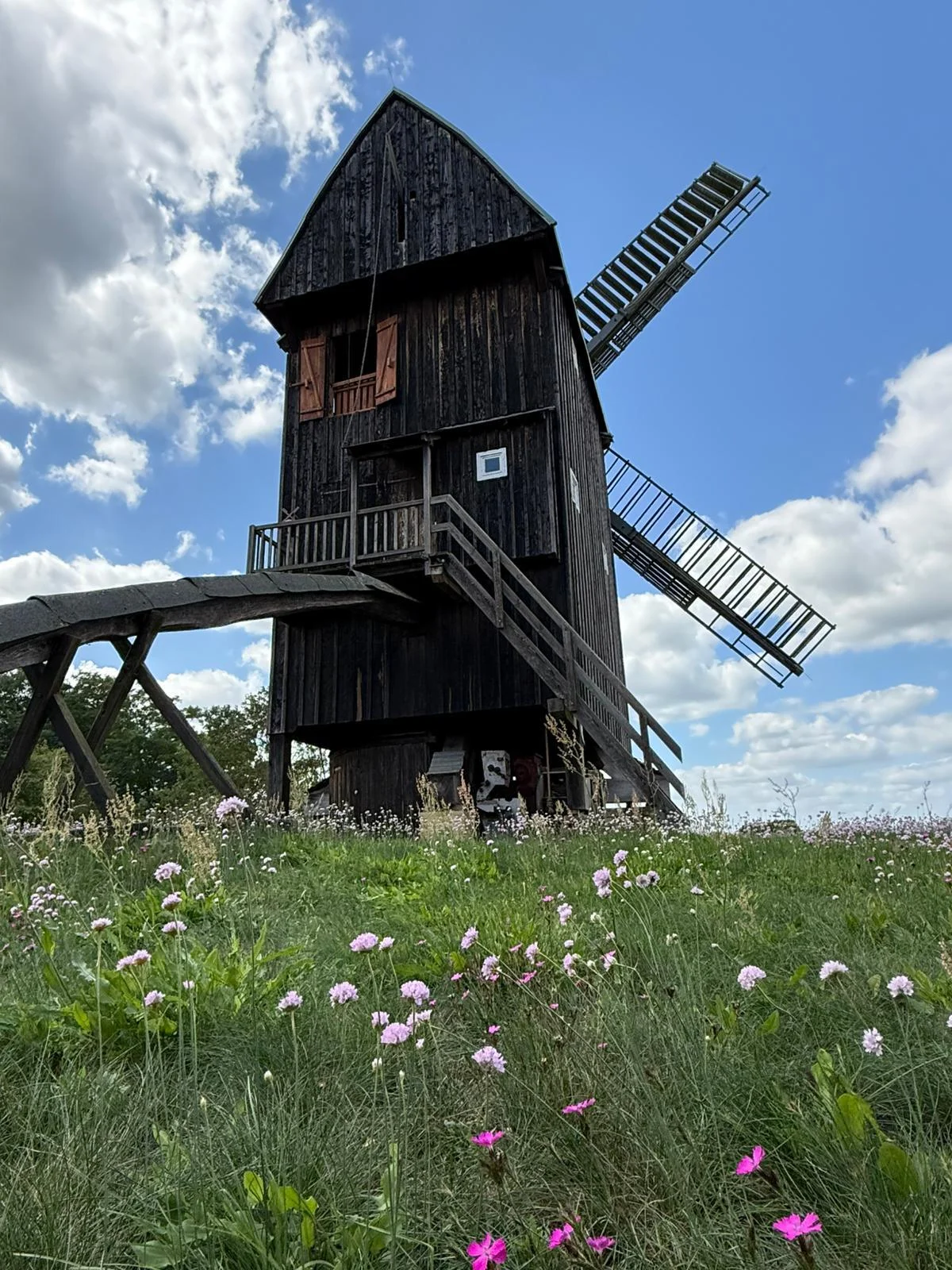 ein Bl&uuml;tentraum  (Bild vergr&ouml;&szlig;ern)