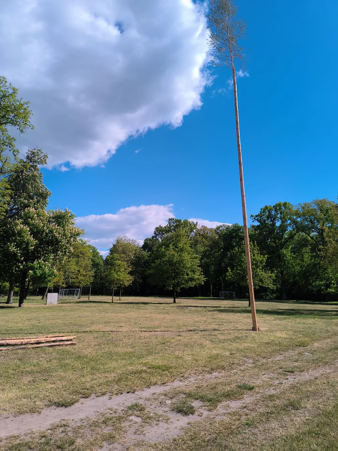 Maibaum  (Bild vergr&ouml;&szlig;ern)
