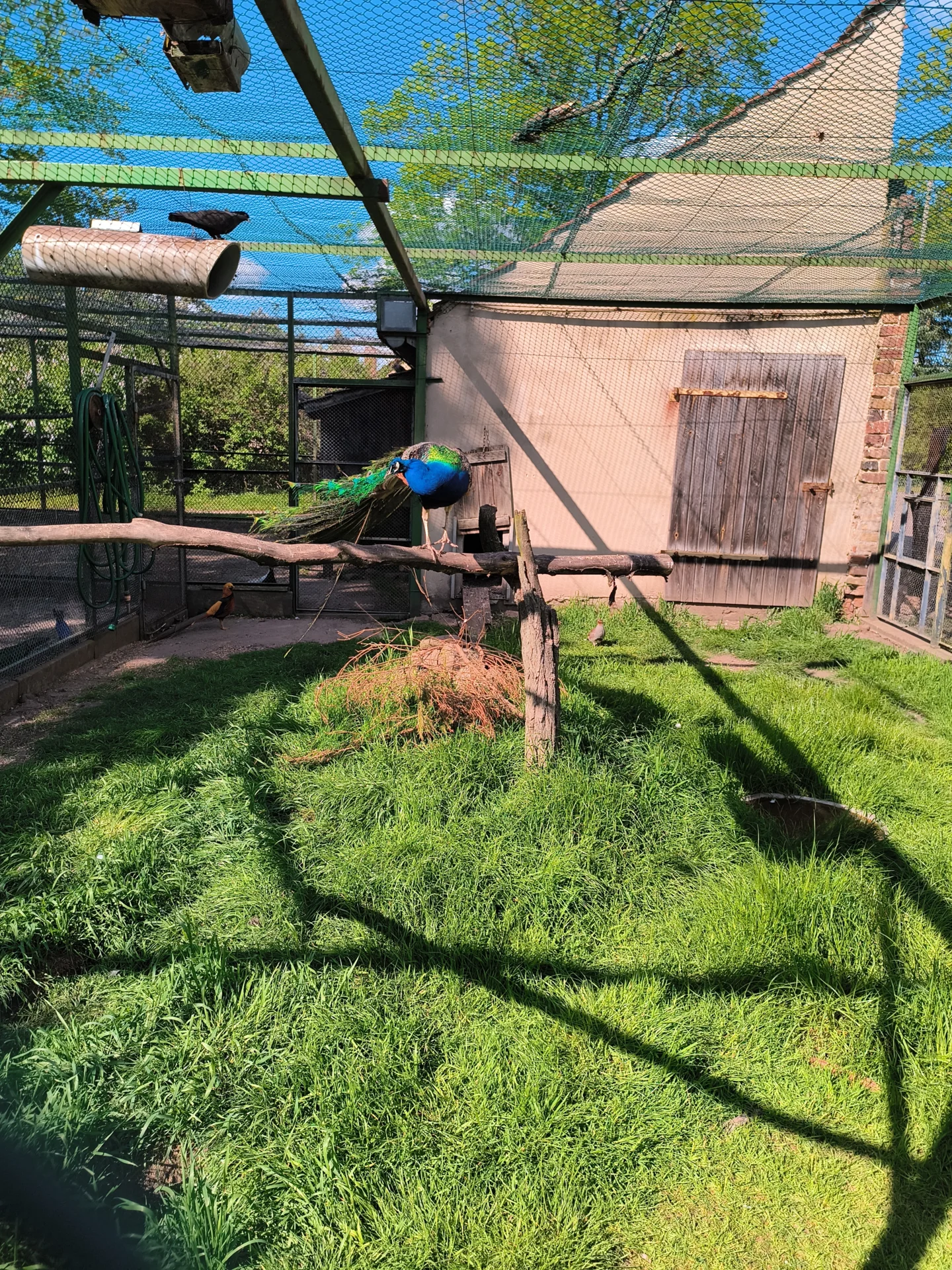Pfau im Schmuckgefieder  (Bild vergr&ouml;&szlig;ern)