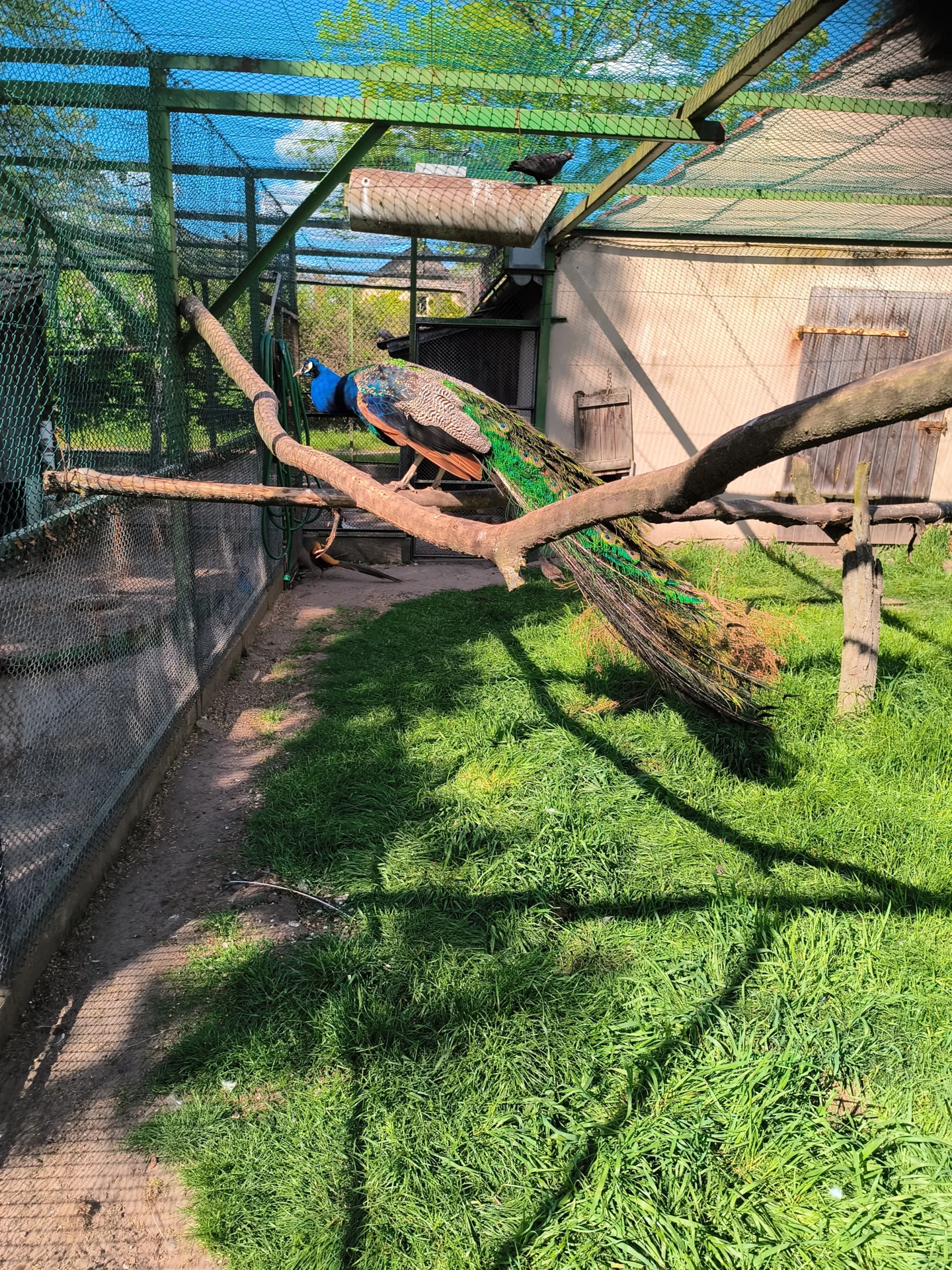 Pfau in voller Pracht  (Bild vergr&ouml;&szlig;ern)