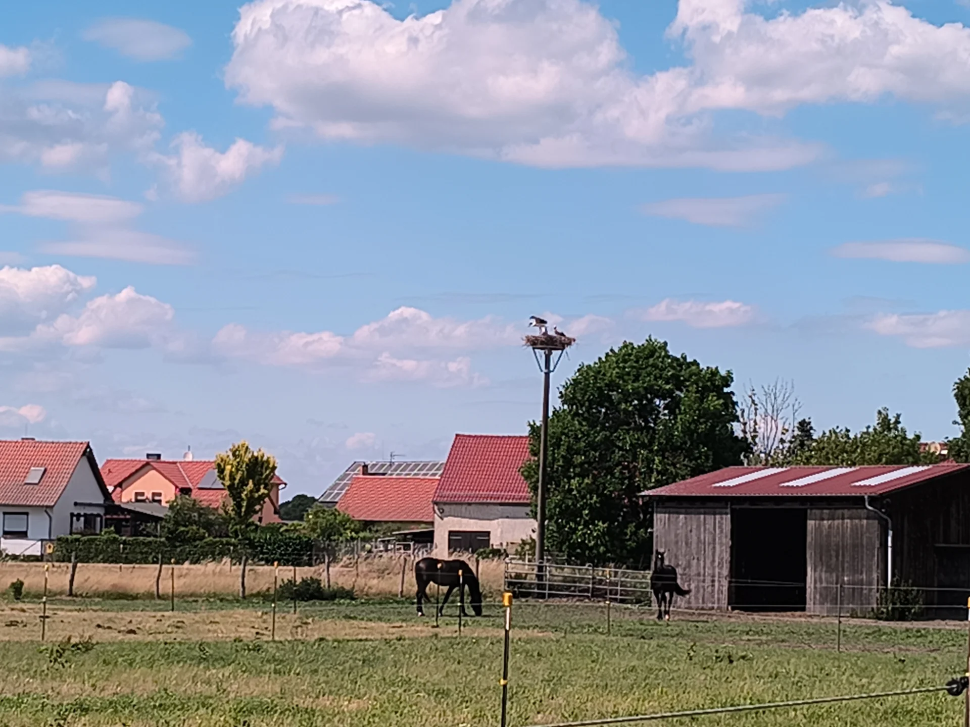 Storchenhorst s&uuml;dlich des Wiesenwegs  (Bild vergr&ouml;&szlig;ern)