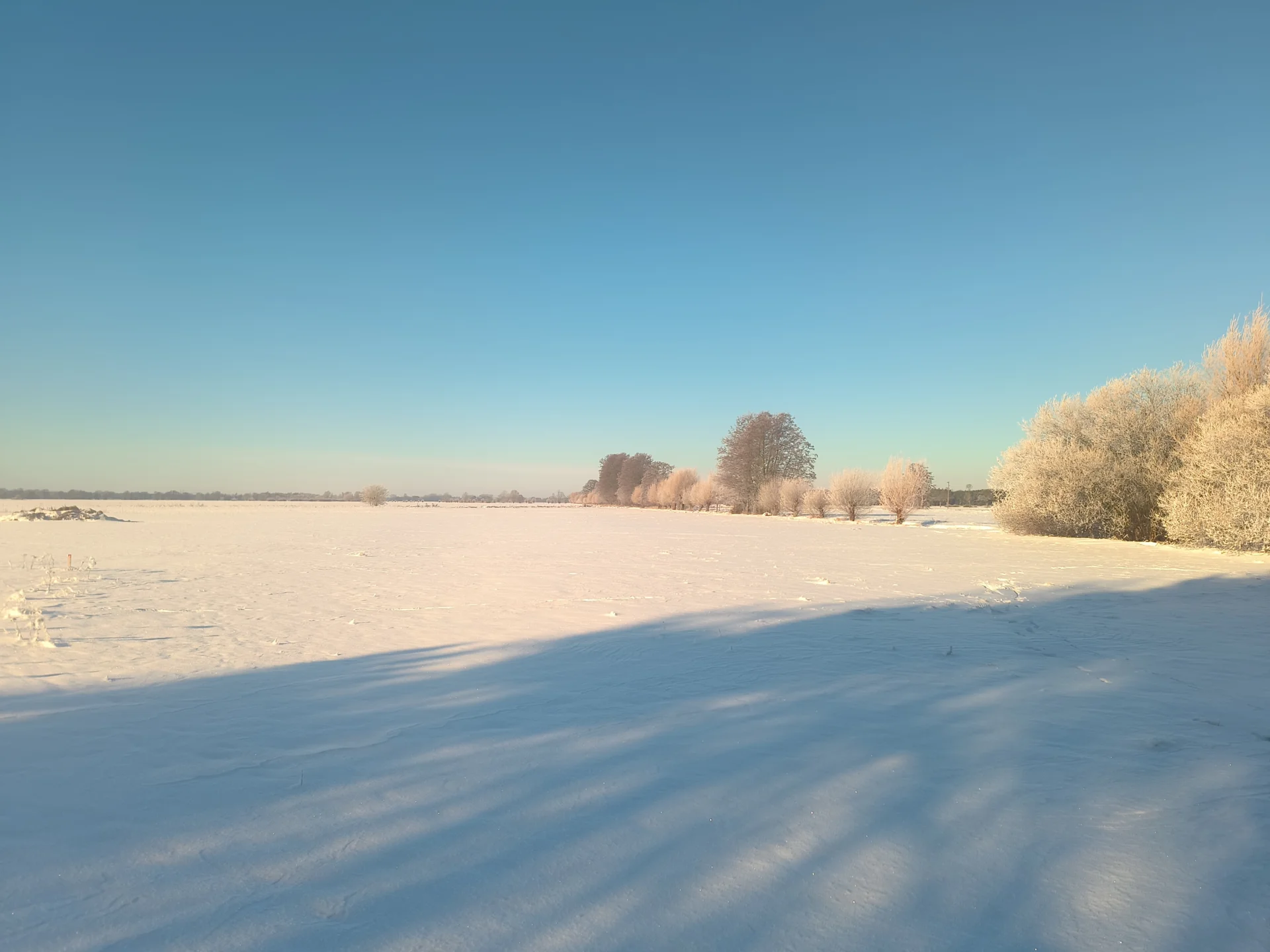 Weiden im Winter  (Bild vergr&ouml;&szlig;ern)