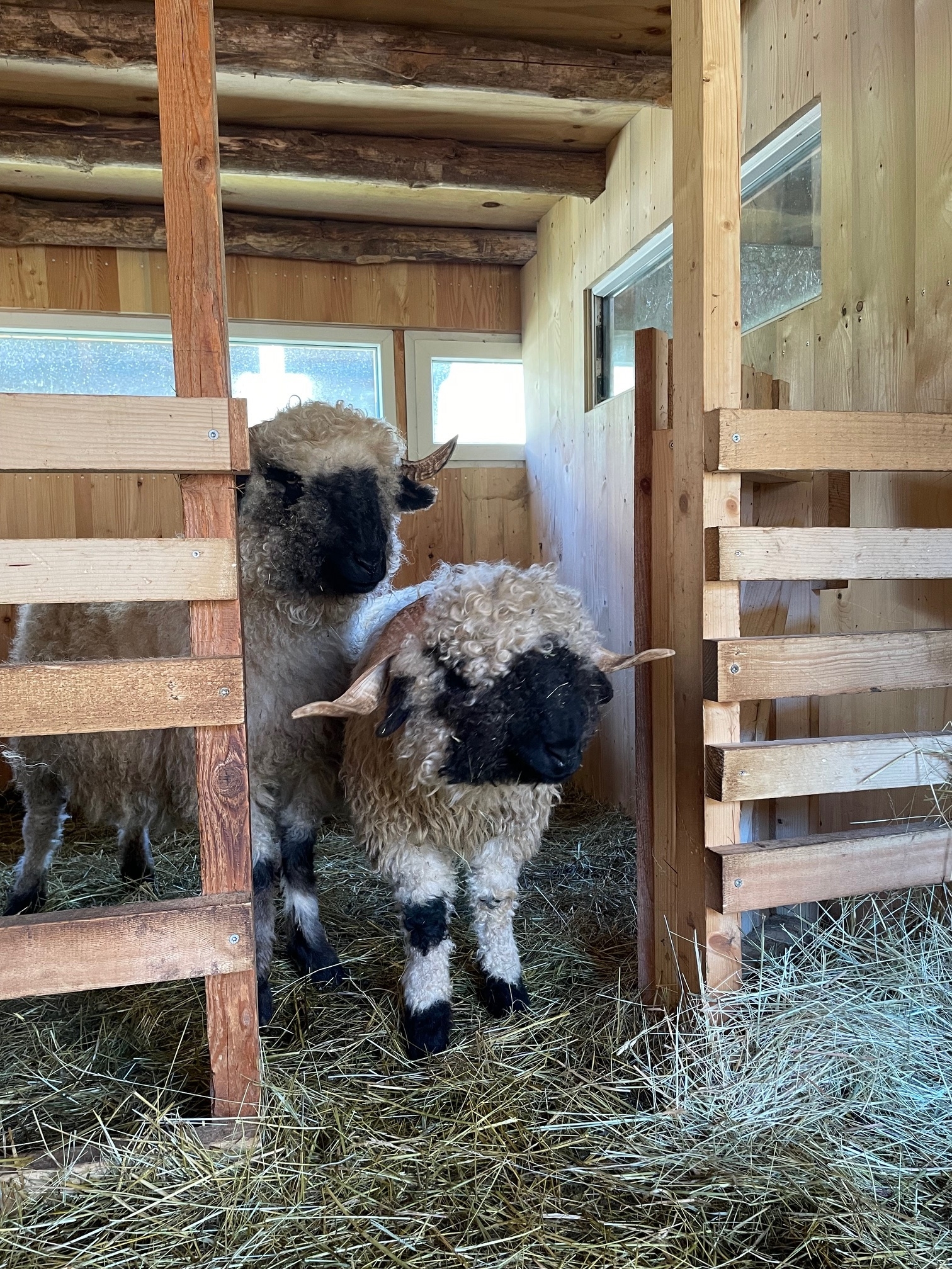 Zur Galerie: Besuch bei den Schafen