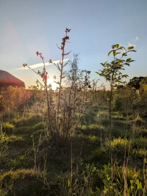 Vorschaubild: Knepp Rewilding
