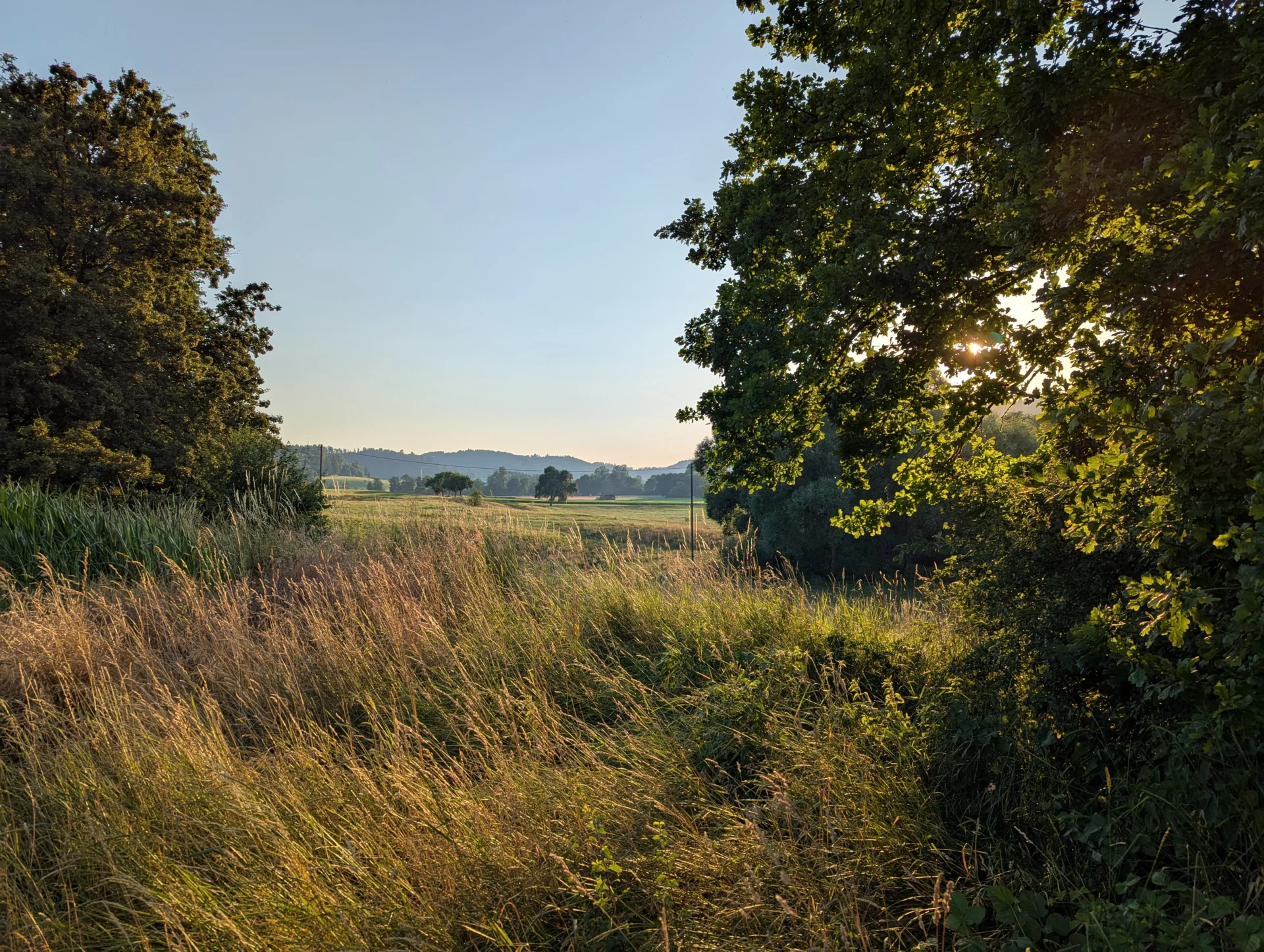 Bild: Unsere Weide