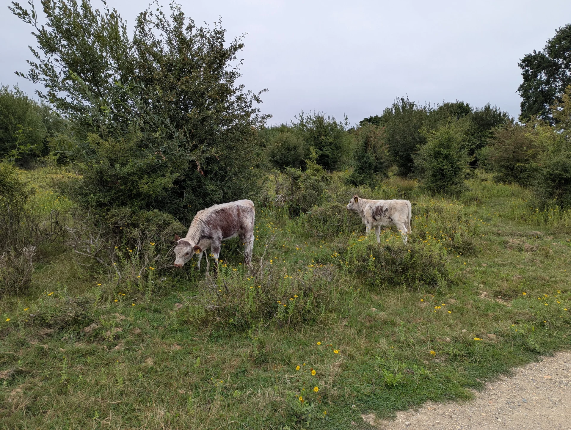 Bild: Knepp Rewilding