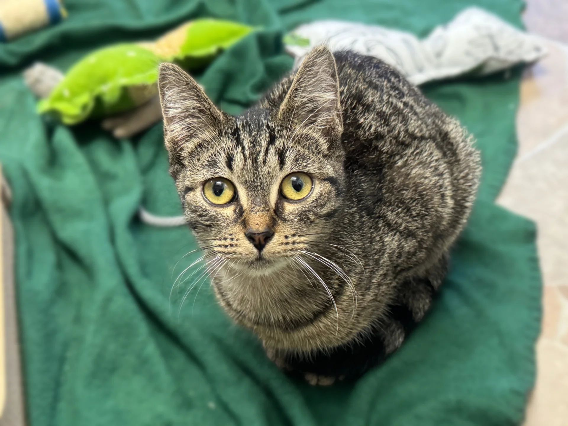Zur Galerie: Peach