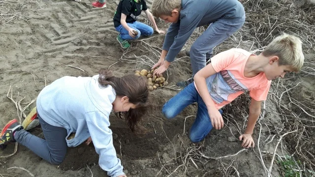 Zur Galerie: Unterricht auf dem Kartoffelacker am 28.9.2016