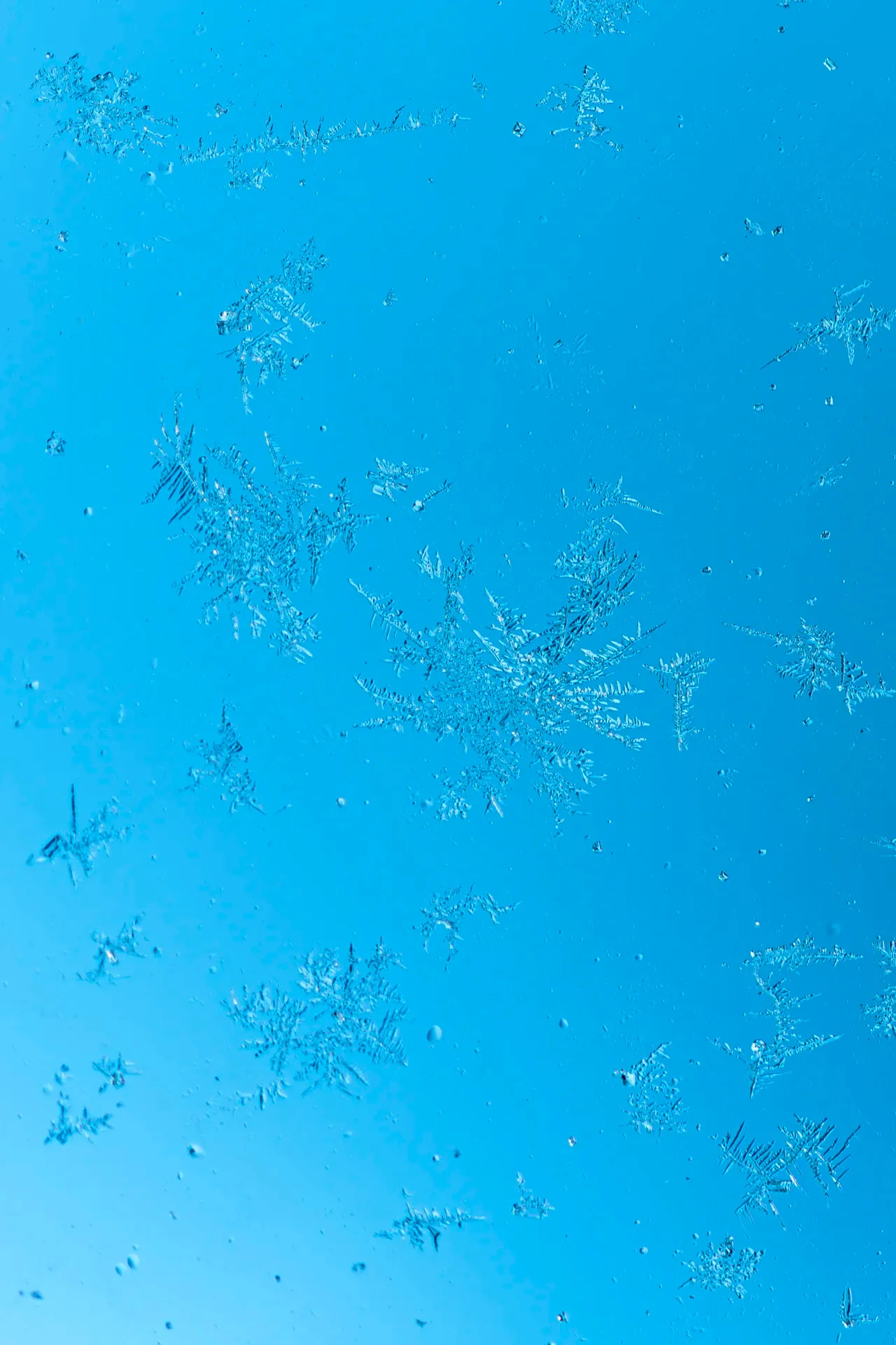 Angela Foerster - Januar-Eisblumen  (Bild vergr&ouml;&szlig;ern)