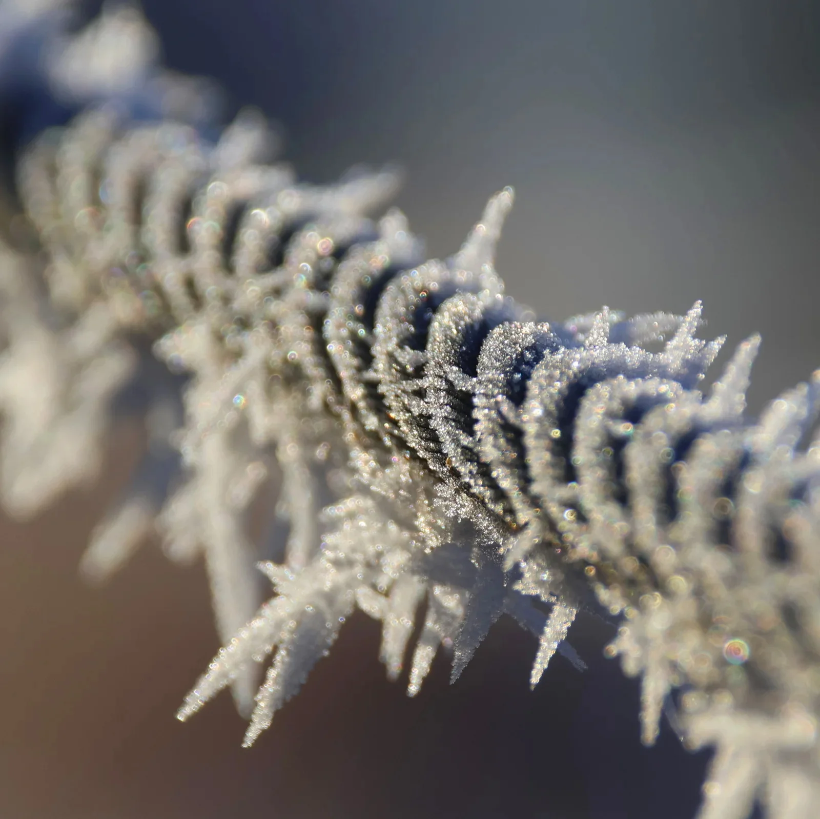 Peter Sekyra - Dezember-Frostiges Stahlseil  (Bild vergr&ouml;&szlig;ern)