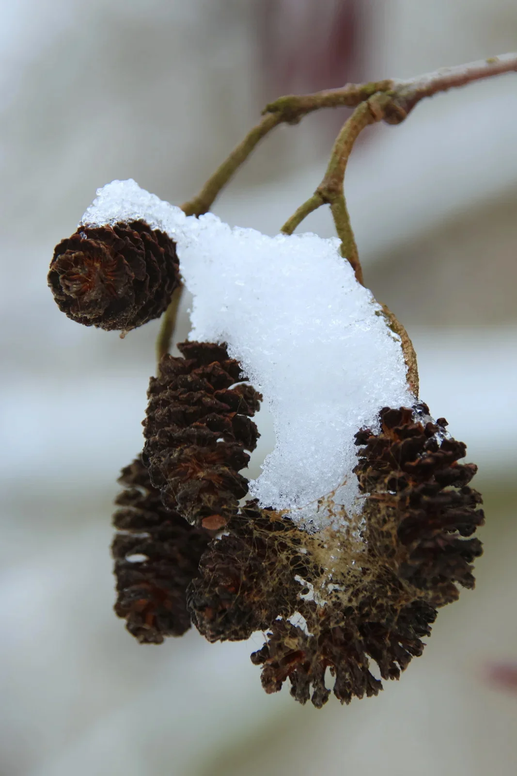 Peter Sekyra - Januar-Schwarzerle im Winter  (Bild vergr&ouml;&szlig;ern)