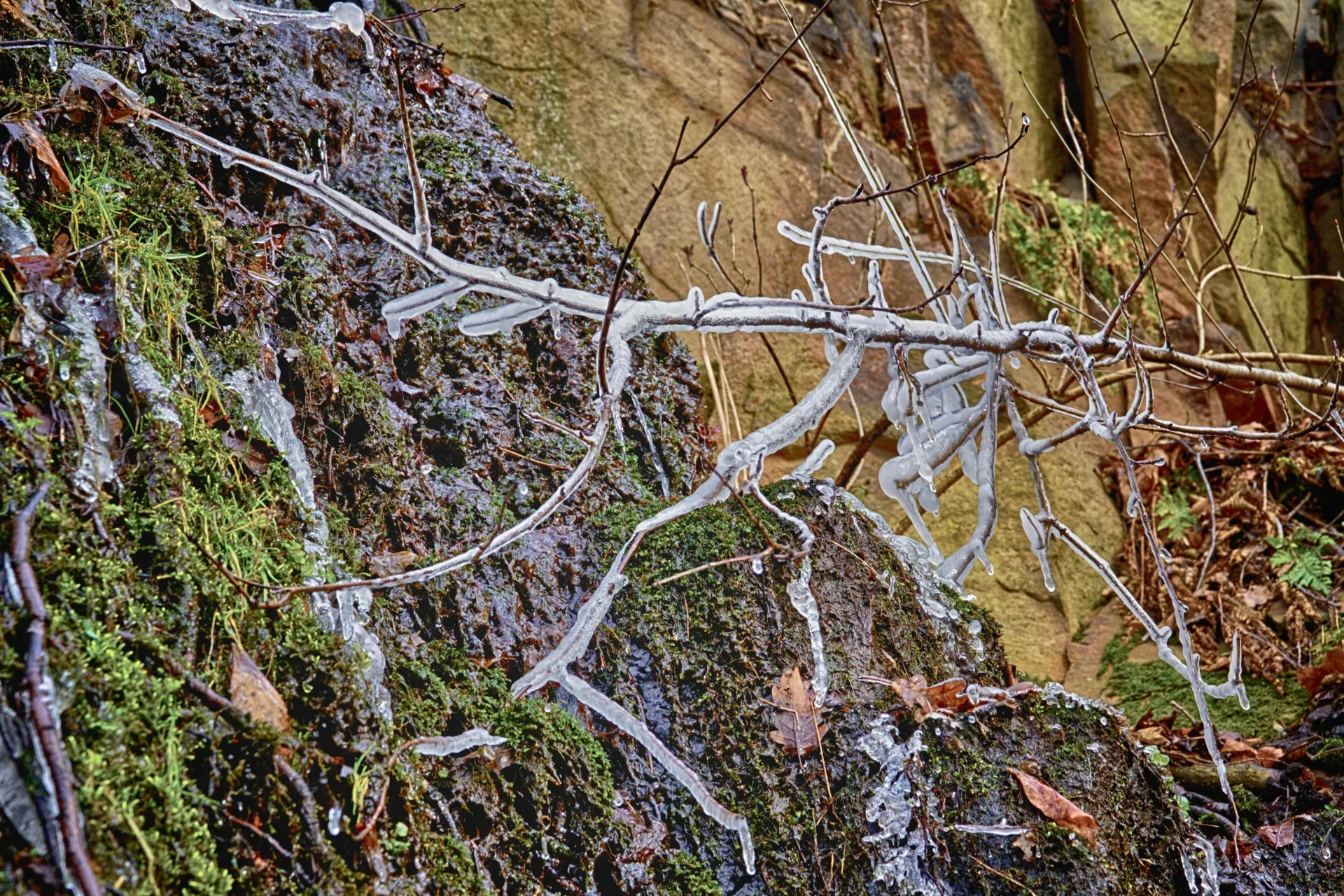 Peter Tittmann - Februar-Eiszweige  (Bild vergr&ouml;&szlig;ern)
